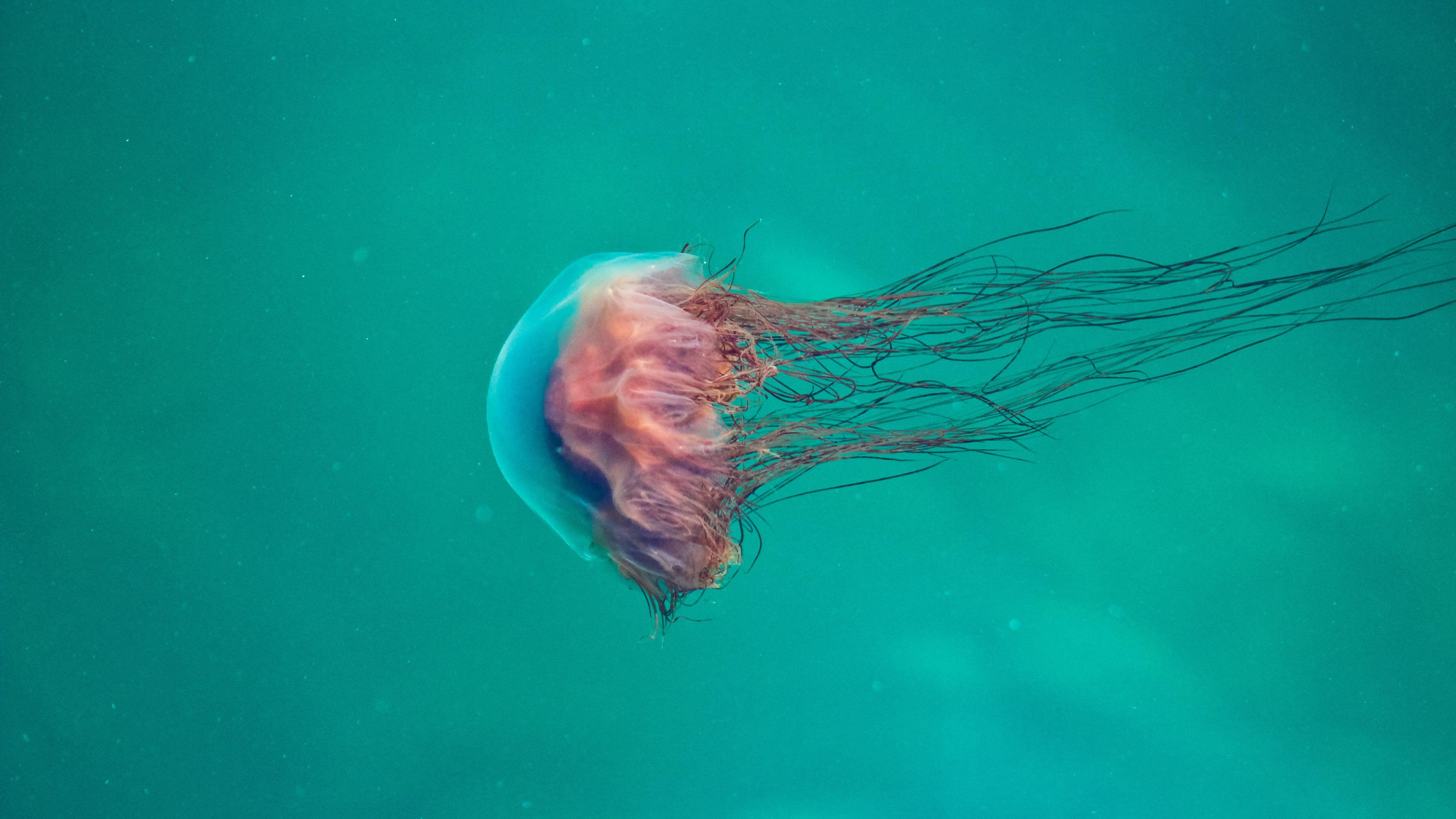 4K Jellyfish Wallpapers - Top Free 4K Jellyfish Backgrounds ...