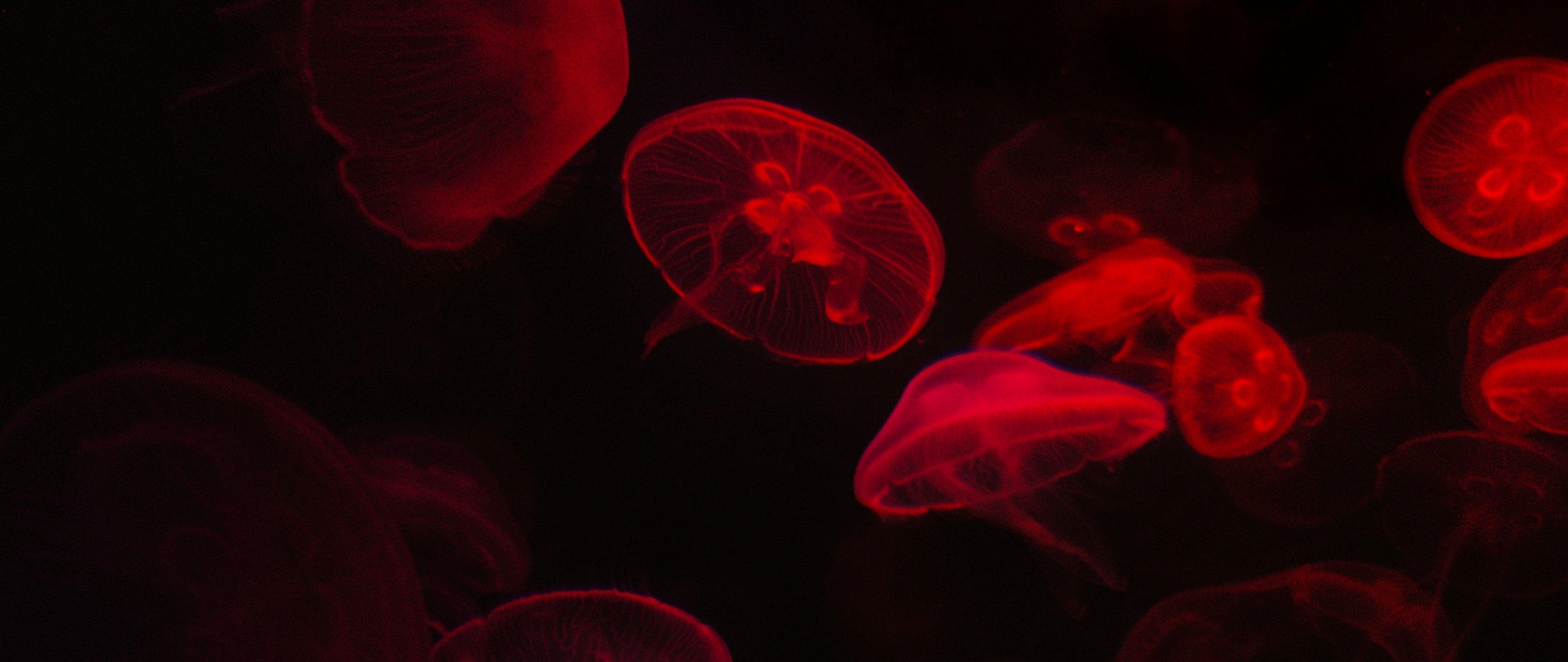 5120x2160 Red jellyfish HD Wallpaper 4K Ultra HD Wide TV Wallpaper .net