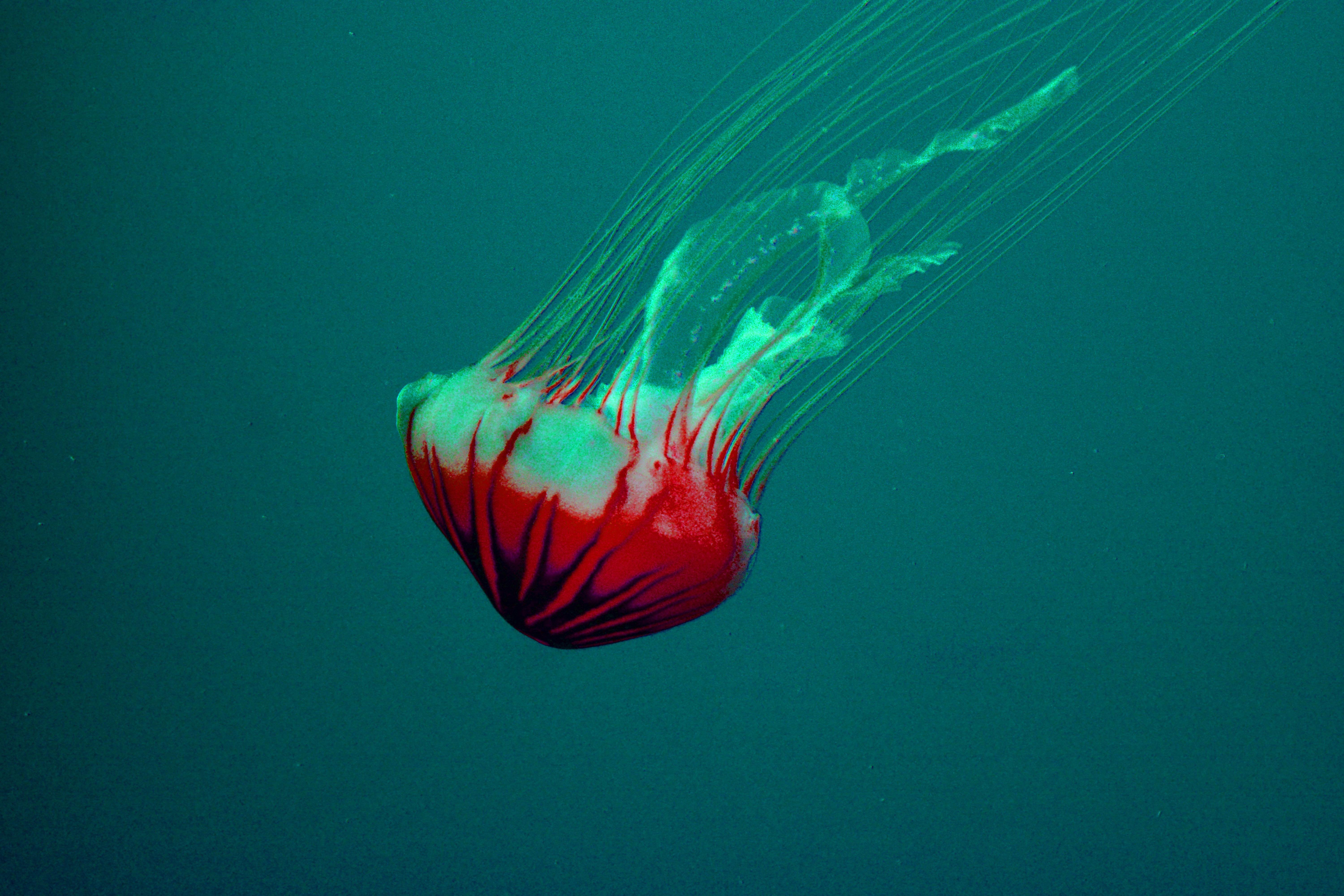 6000x4000 JellyFish 4K wallpaper
