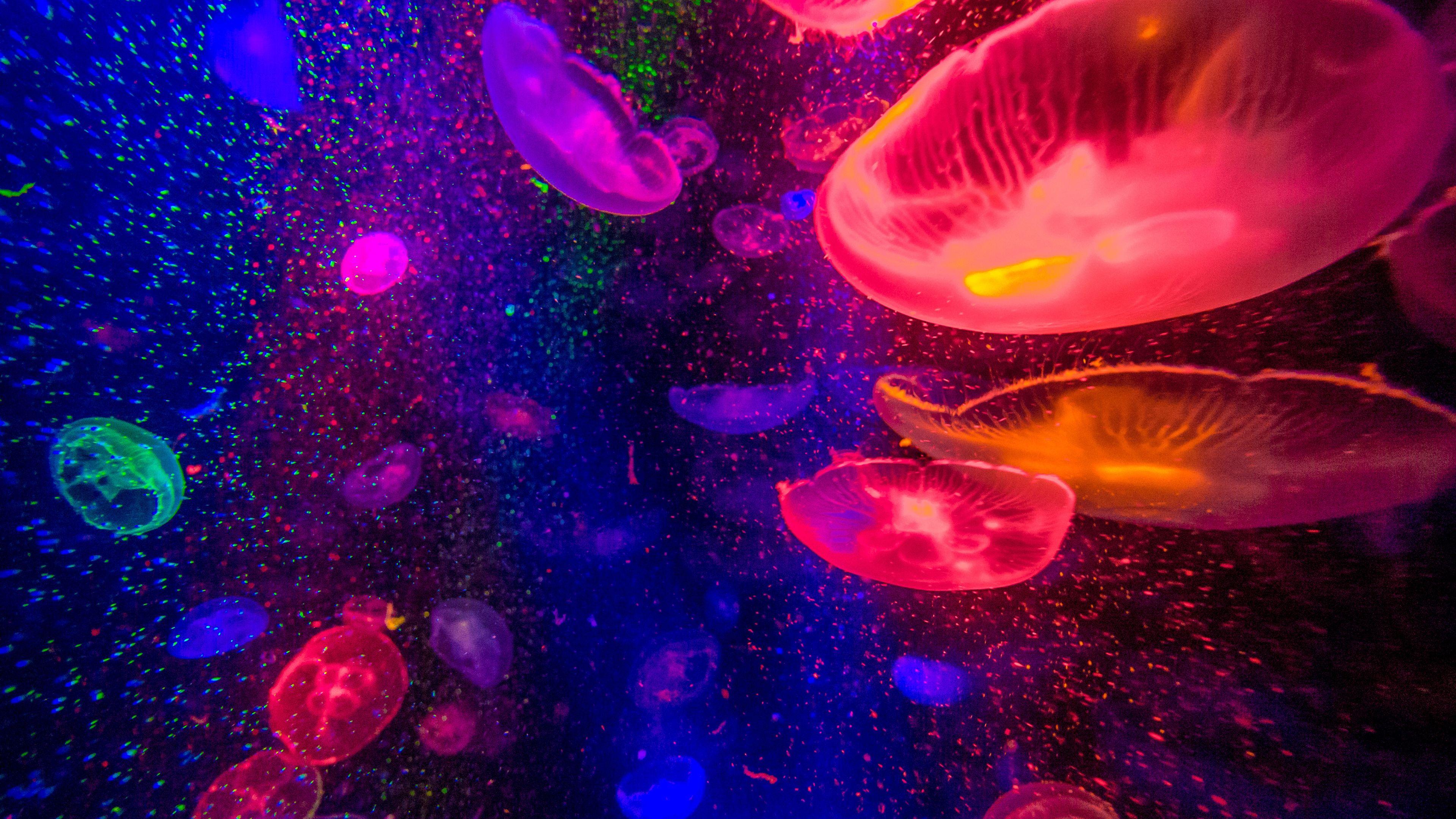 4K Jellyfish Wallpapers Top Free 4K Jellyfish Backgrounds