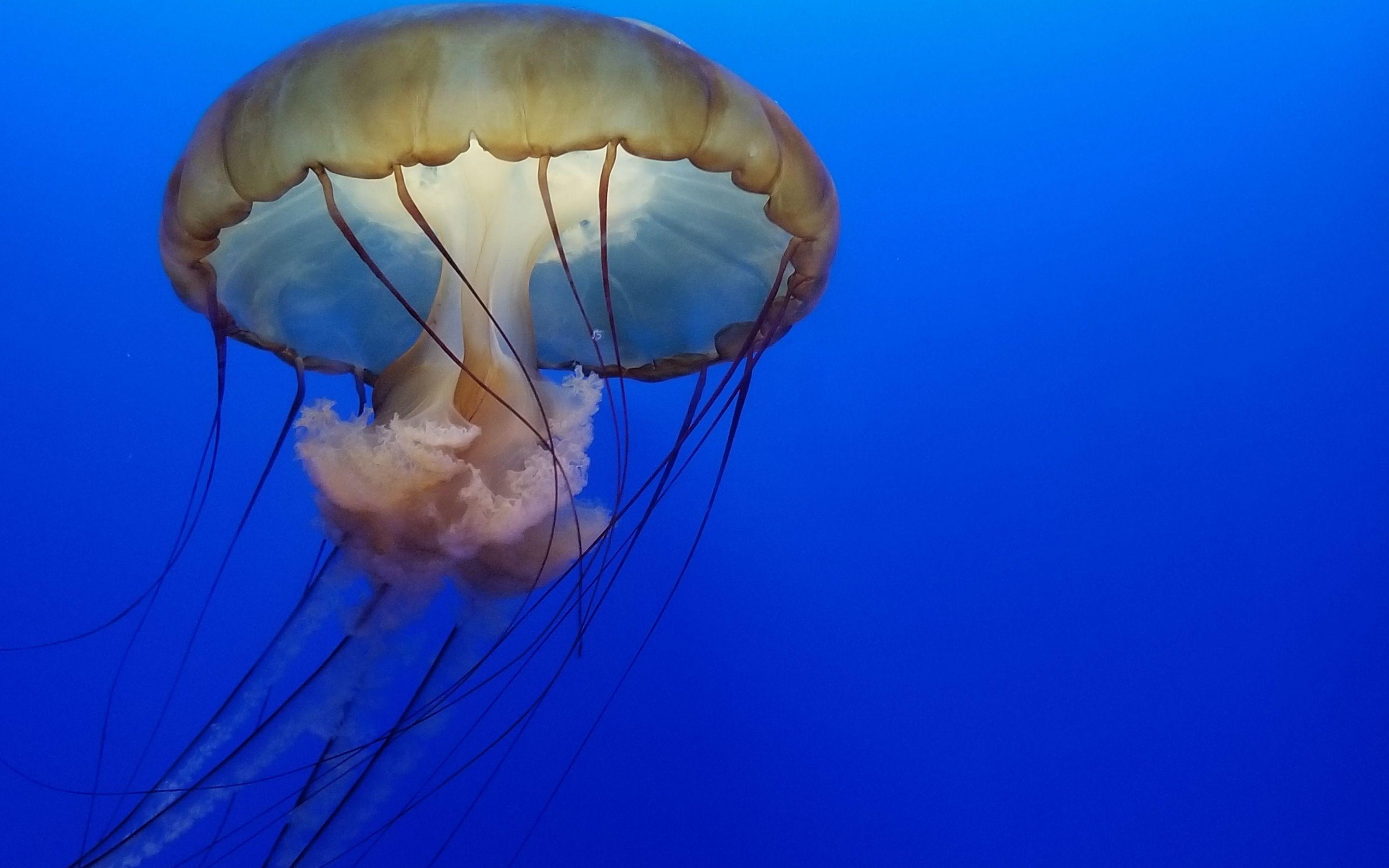 2880x1800 Jellyfish Underwater 4k Macbook Pro Retina HD 4k Wallpaper, Image, Background, Photo and Picture