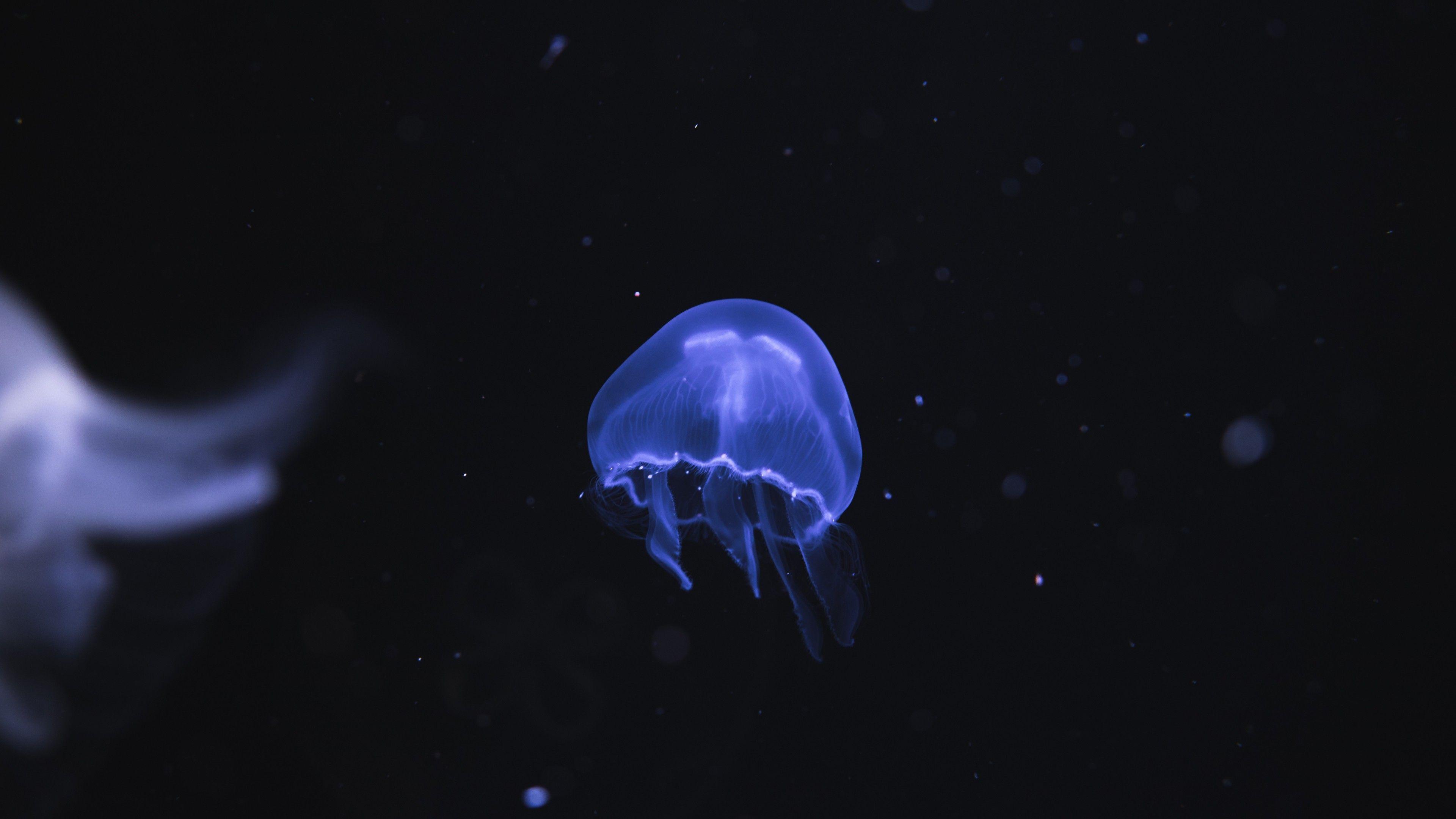 3840x2160 Wallpaper 4k Jellyfish Underwater 4k 4k Wallpaper, Animals Wallpaper, Hd Wallpaper, Jellyfish Wallpaper, Underwater Wallpaper