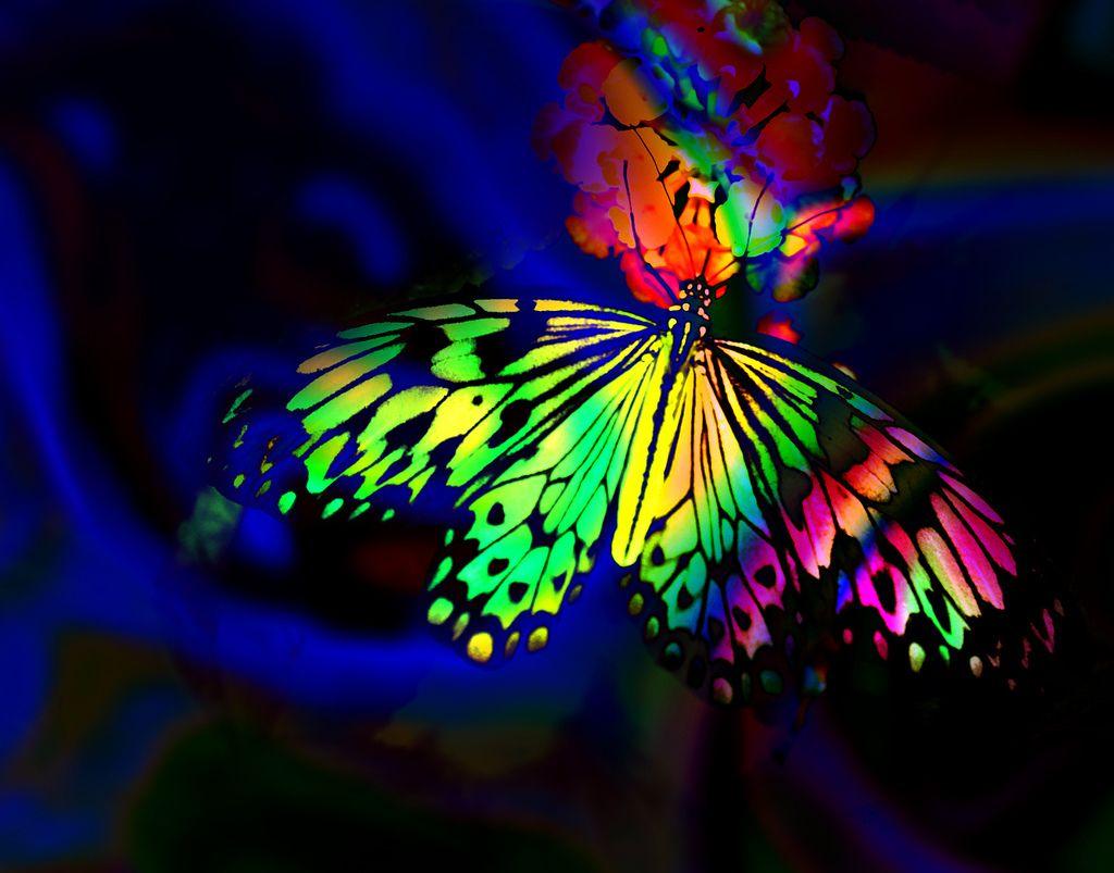 Psychedelic Butterfly Wallpapers - Top Free Psychedelic Butterfly