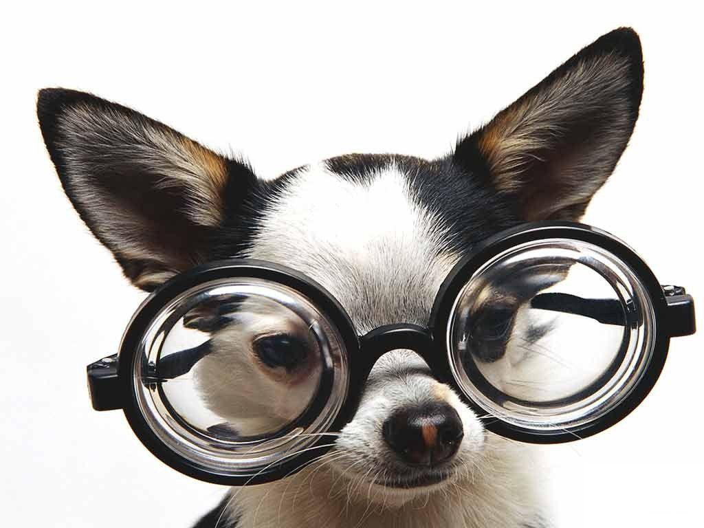 1024x768 Funny Puppy Wallpaper