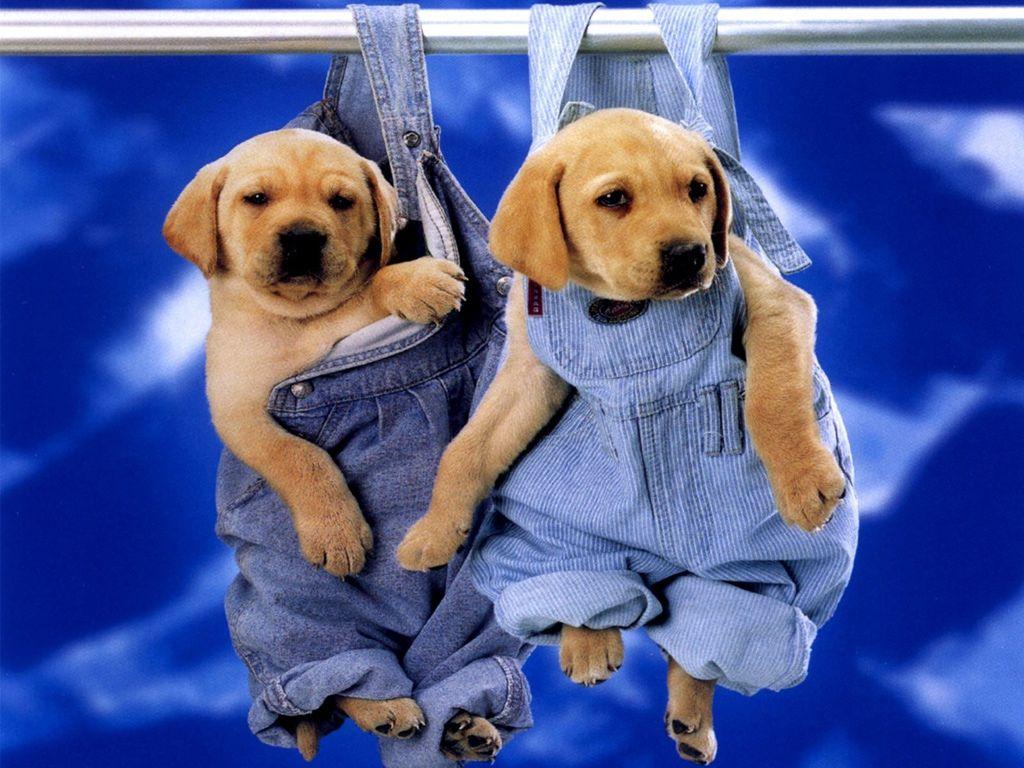 1024x768 Funny Dog Wallpaper for Desktop .