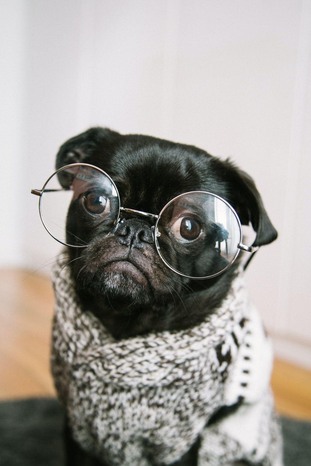 1000x1500 Funny Wallpaper: Free HD Download [HQ]