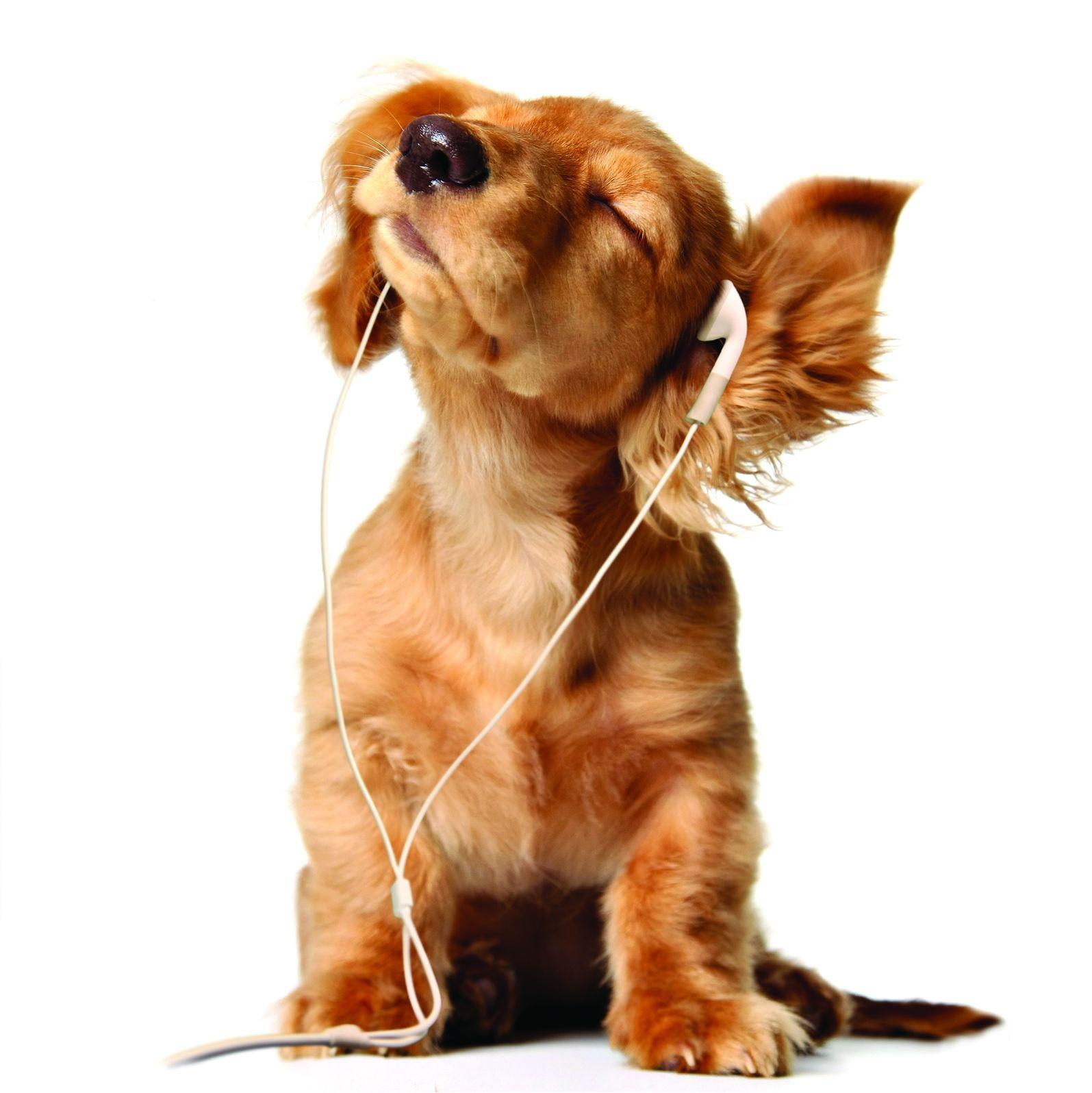 1595x1596 Free download Funny Dog Background wallpaper Funny Dog Background HD wallpaper [1595x1596] for your Desktop, Mobile & Tablet. Explore Funny Wallpaper of Dogs. Dog Wallpaper, Funny Puppy Wallpaper, Cute Dog Wallpaper