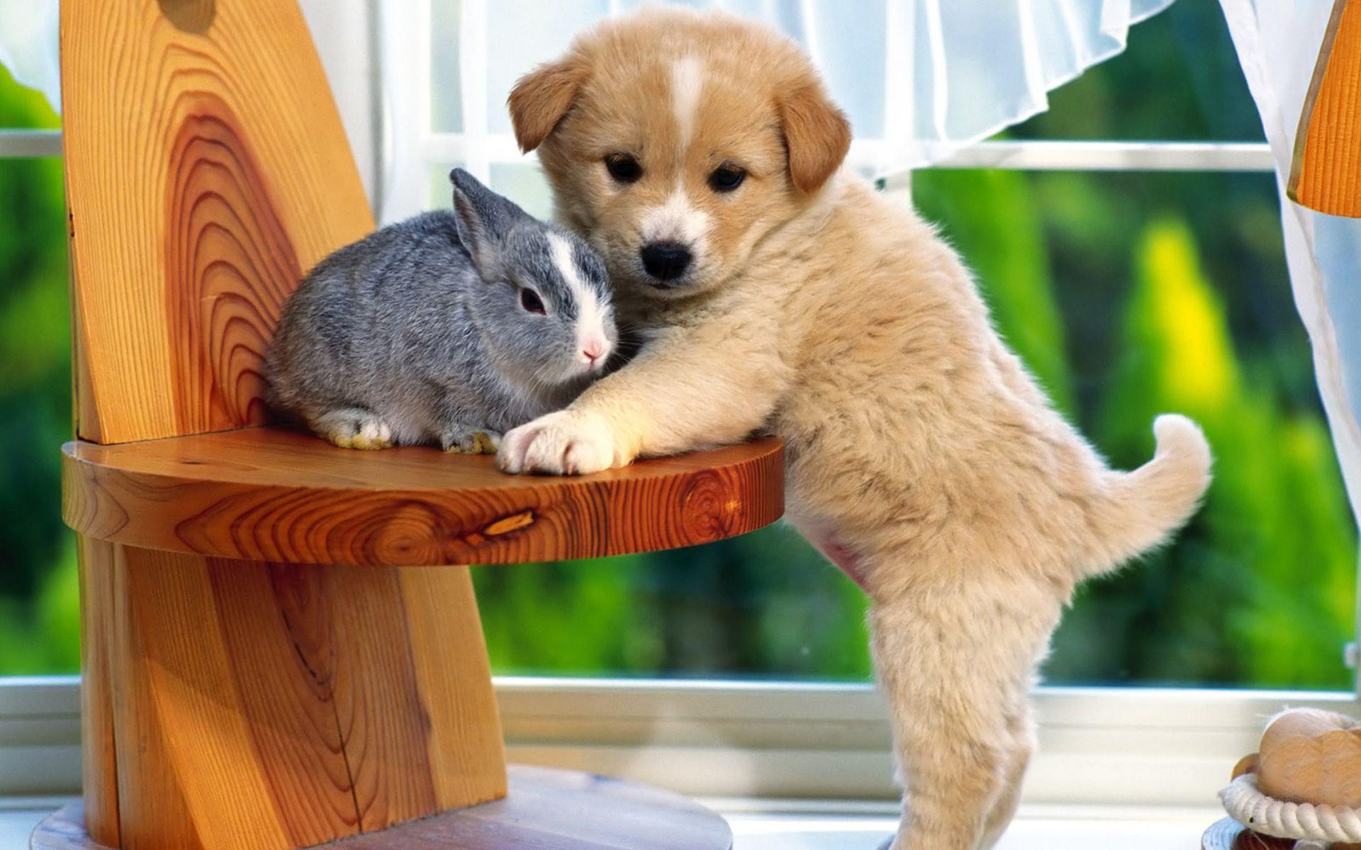 1920x1200 Kitty and Puppy HD wallpaper. HD Wallpaper. Baby animals picture, Cute animals, Cute baby animals
