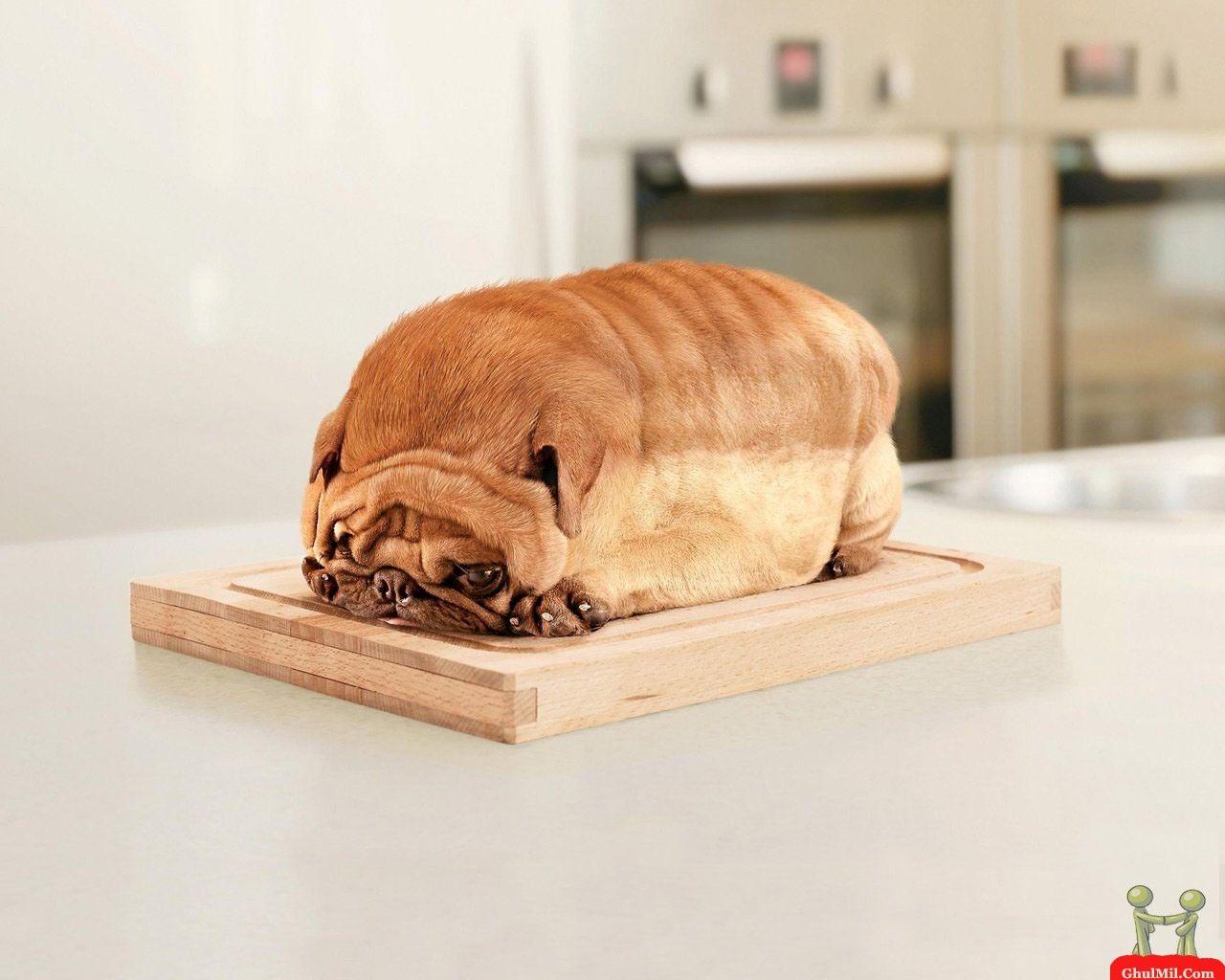 1280x1024 Funny Dog Clips Download 2 HD Wallpaper