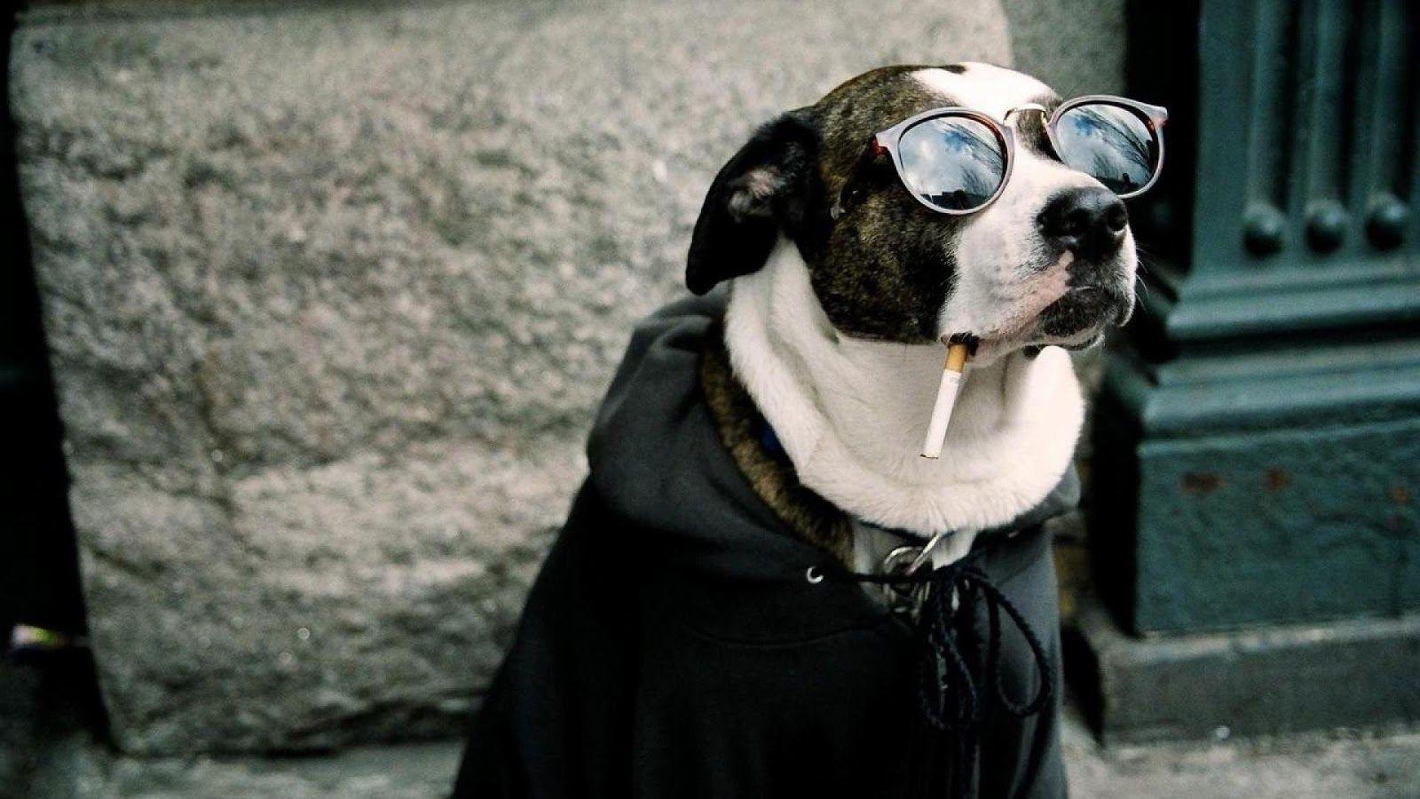 1600x900 Desktop Wallpaper Funny Dog