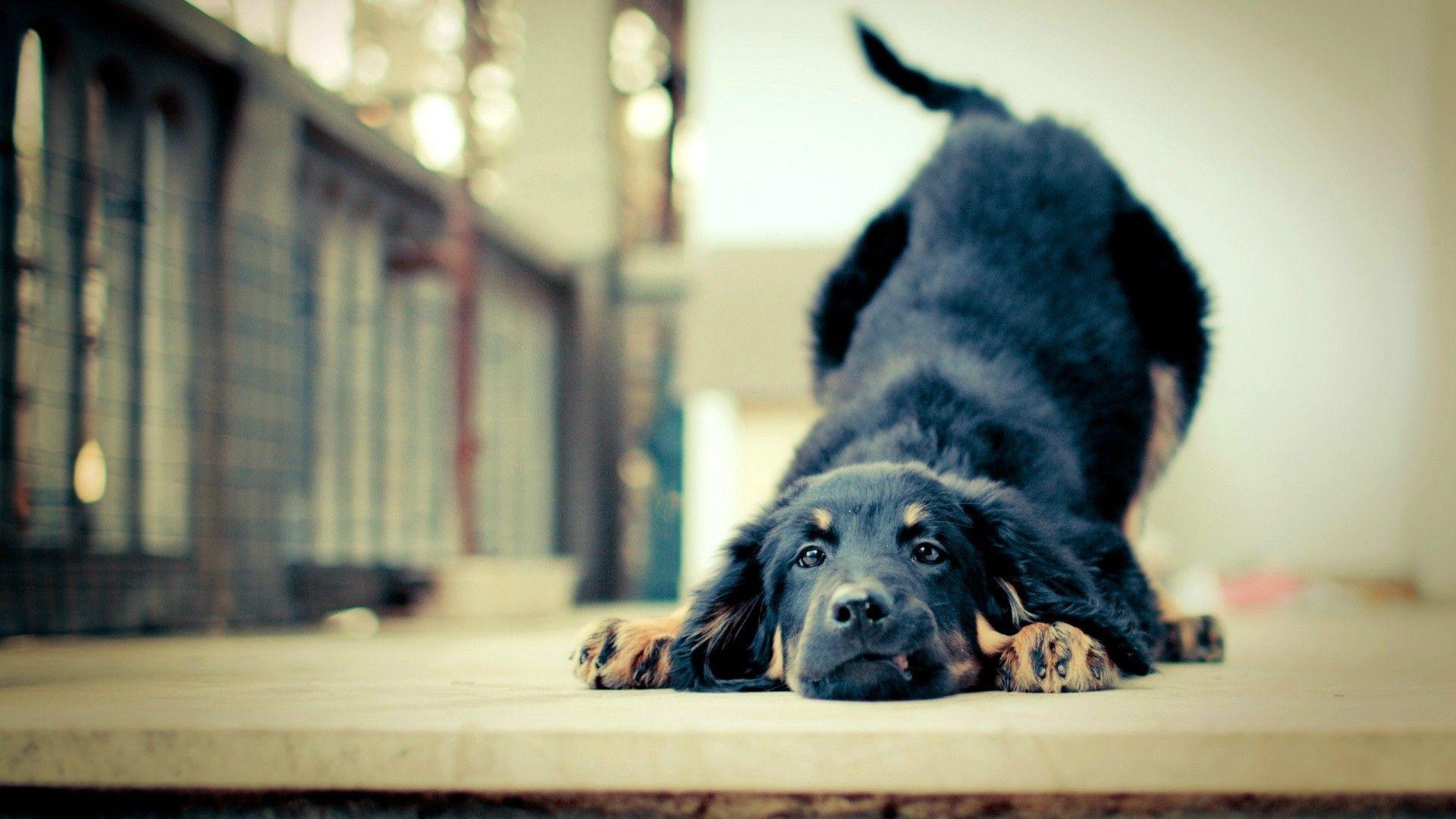 1920x1080 Black, Cute, Dog, Funny, Wallpaper, High, Resolution, Picture, Download, Ful, Free, Cool, , Desktop Image For Apple, 1920x1080