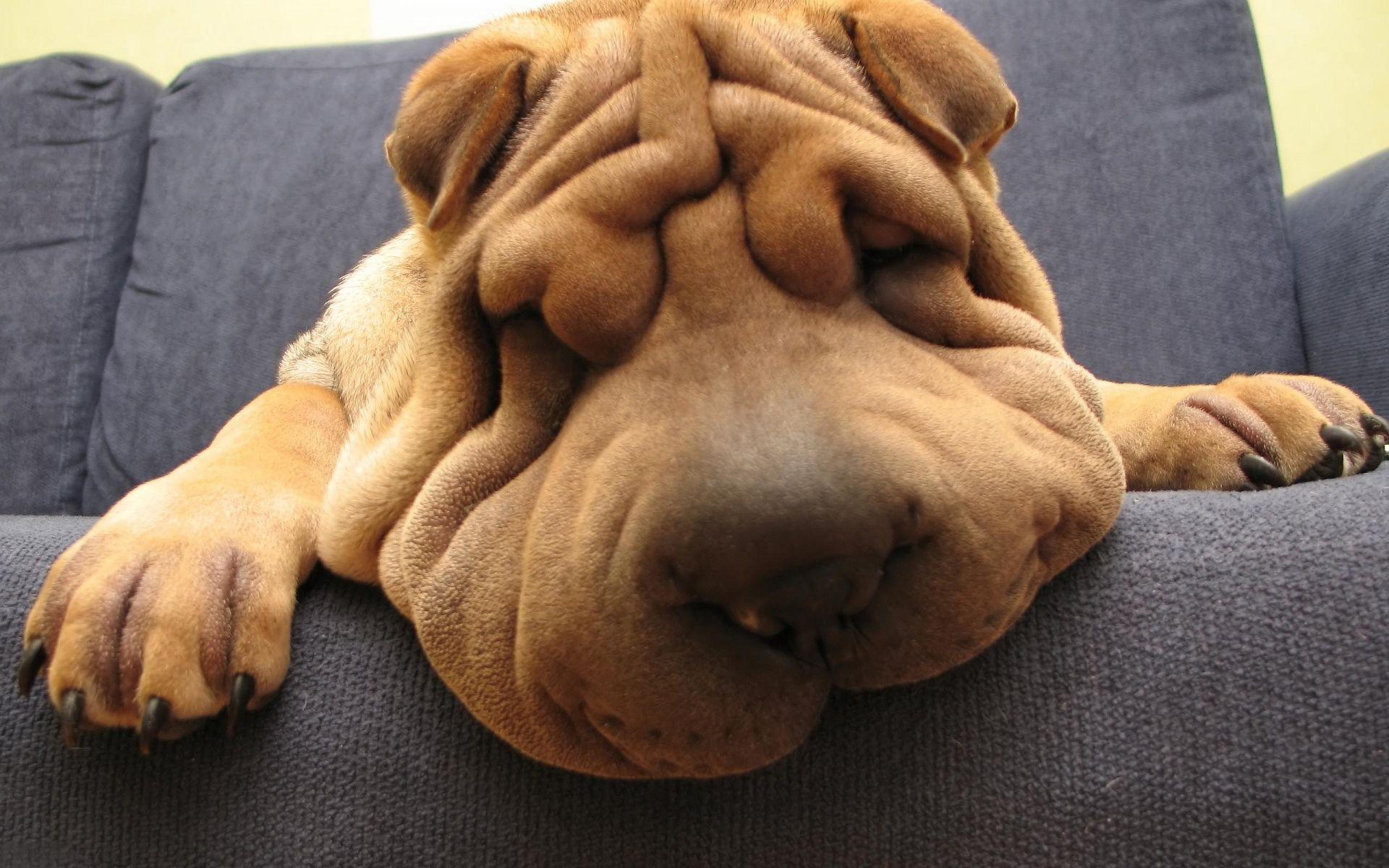 1920x1200 Funny Dog Wallpaper
