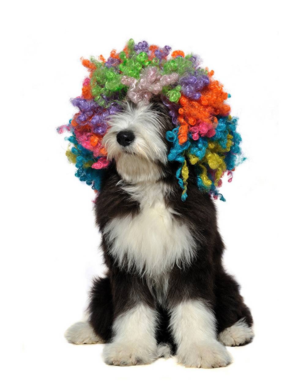 984x1280 Funny Dog wallpaper