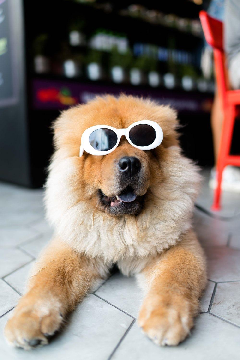 1000x1499 Funny Wallpaper: Free HD Download [HQ]