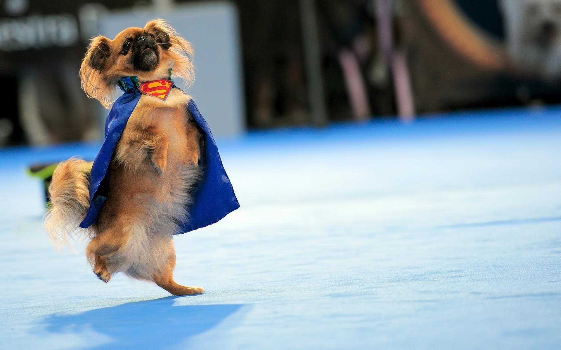 1920x1200 Cute Dog Computer Wallpaper .