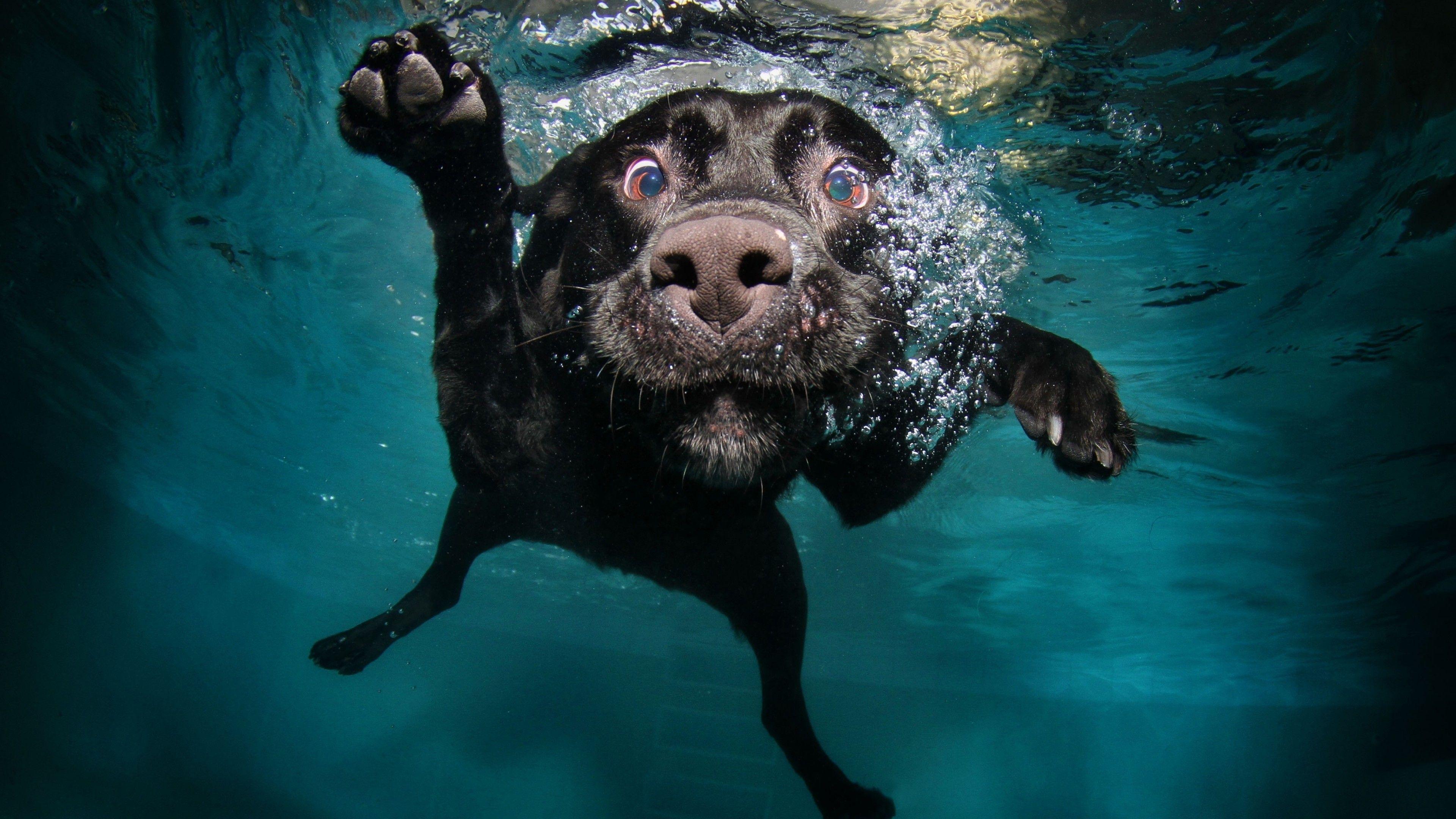 3840x2160 4K Cute Dog Wallpaper