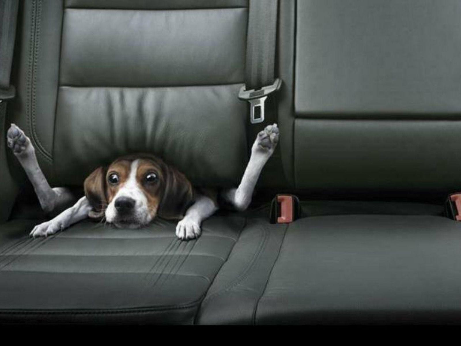 1600x1200 Free download All Wallpaper Funny Dogs Wallpaper [1600x1200] for your Desktop, Mobile & Tablet. Explore Funny Wallpaper of Dogs. Dog Wallpaper, Funny Puppy Wallpaper, Cute Dog Wallpaper