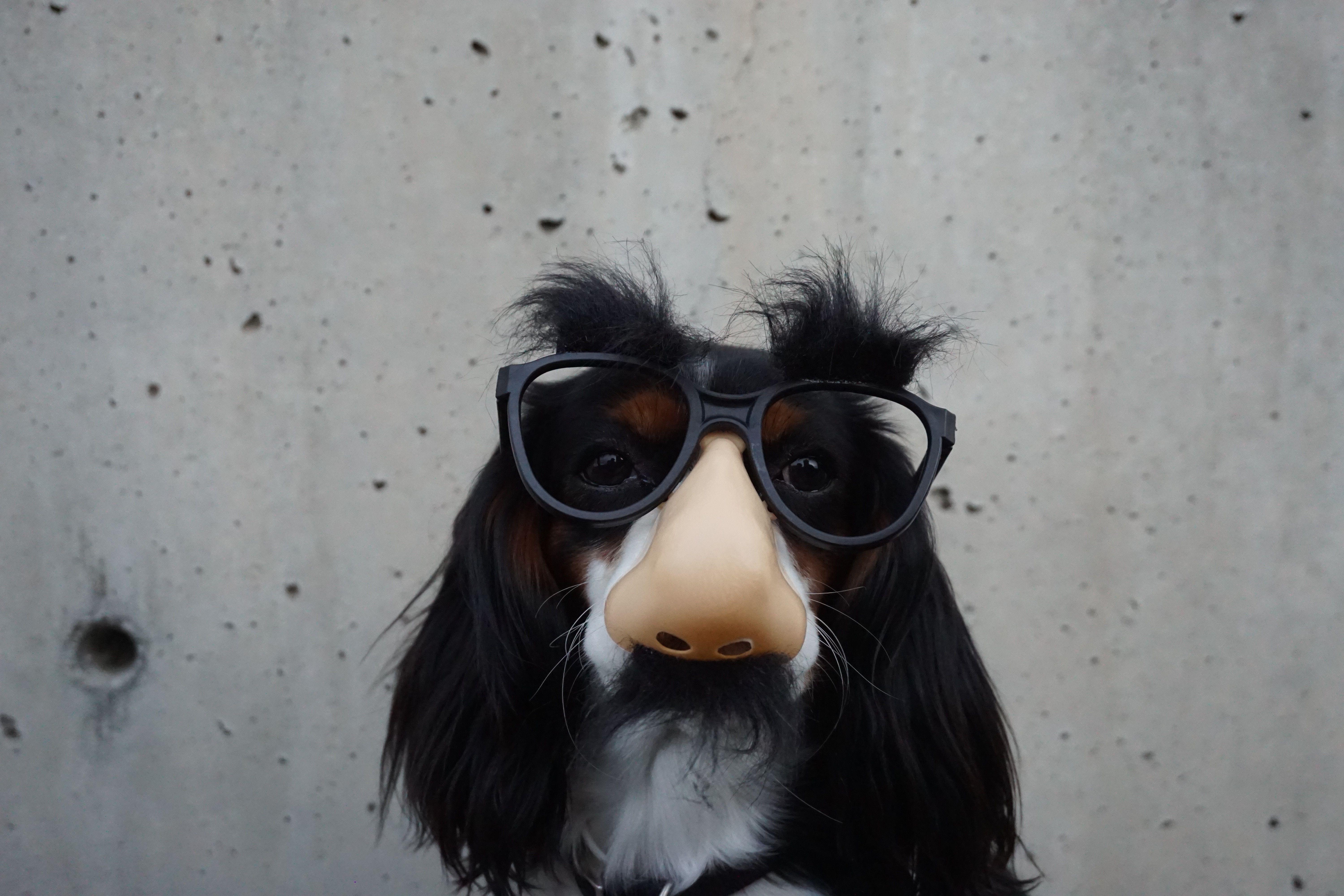 6000x4000 6000x4000 #funny background, #cute wallpaper, #Free , #nose, #dog, #disguise, #sunglass, #glass, #ear, #fun, #cute, #funny wallpaper, #pet, #wall, #eye, #eyebrow, #cute background, #canine, #funny, #wallpaper, #furry