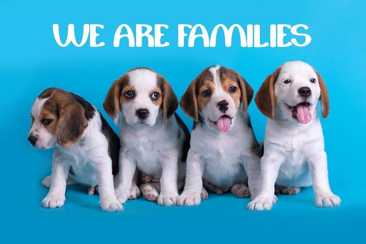 1200x800 Cute Puppies Dog Wallpaper HD Background (Funny) for Android