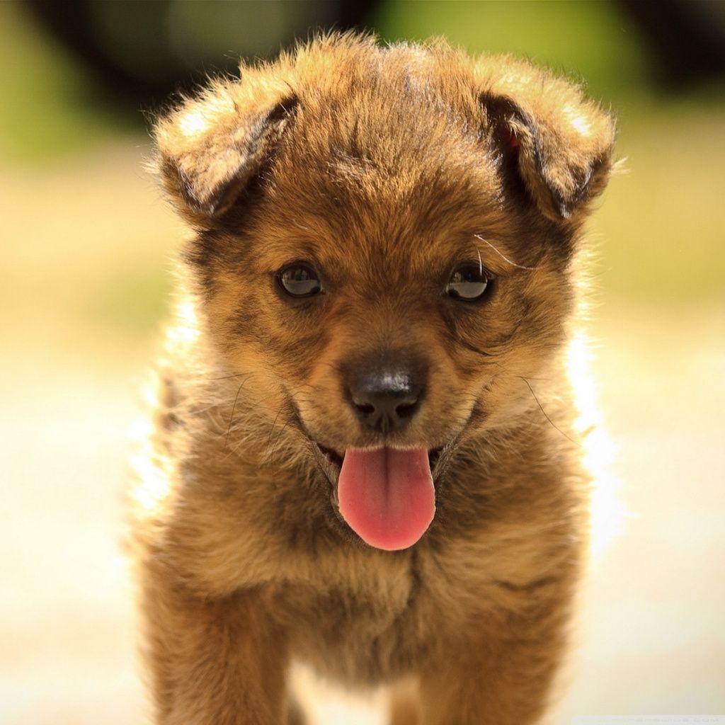 1024x1024 Cute Dog Ultra HD Desktop Background Wallpaper for 4K UHD TV : Tablet