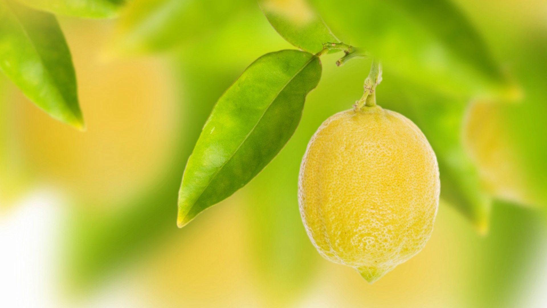 1920x1080 Free download wallpaper Wallpaper Lemon Tree [1920x1200] for your Desktop, Mobile & Tablet. Explore Lemon Wallpaper. Lemon Wallpaper Kitchen, The Gaming Lemon Wallpaper, Lemon Pattern Wallpaper