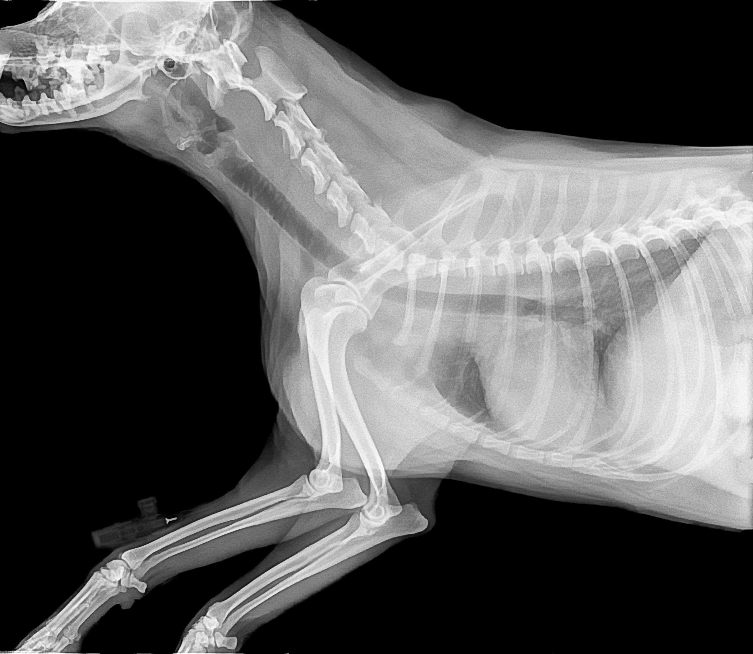 2400x2084 animal #bone #dog #imagery #medical #picture #radiography #veterinarian. Dog illnesses, Diagnostic imaging, Dog anatomy