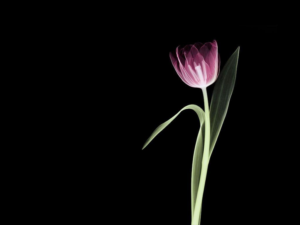 1024x768 X Rays. Flower art image, Xray art, Flower art