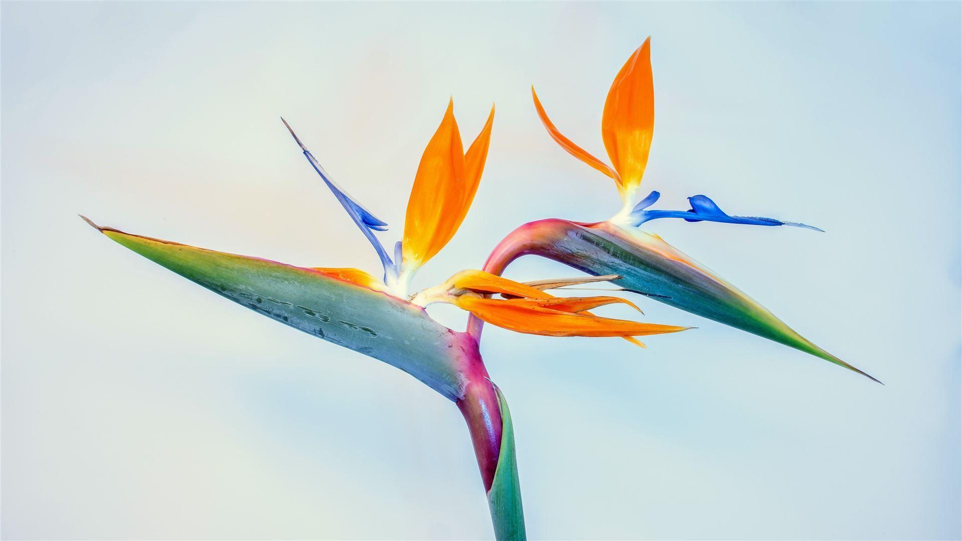 1920x1080 Birds of paradise, father. MacBook Air Wallpaper Download