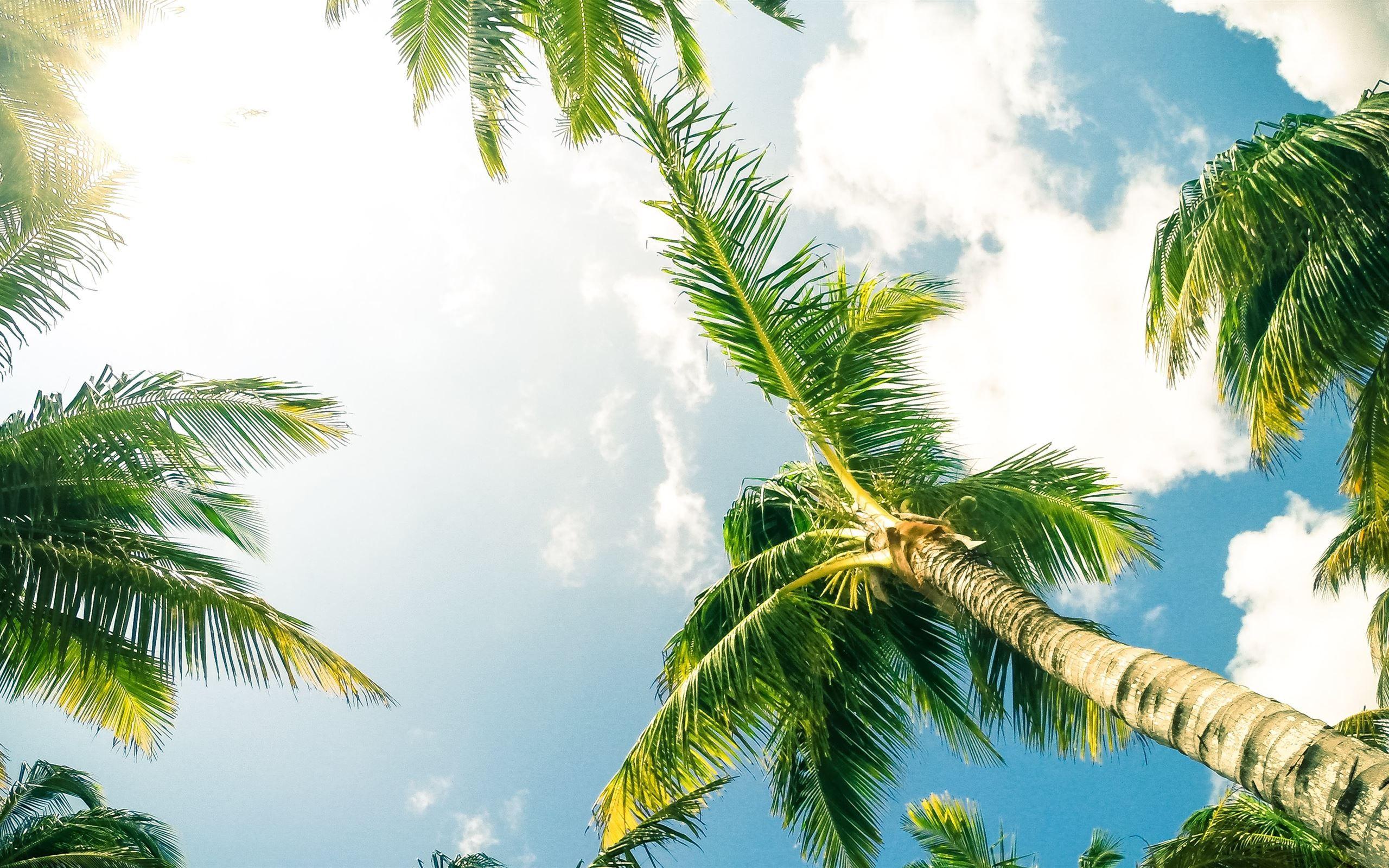 2560x1600 green coconut palm trees MacBook Pro Wallpaper Download