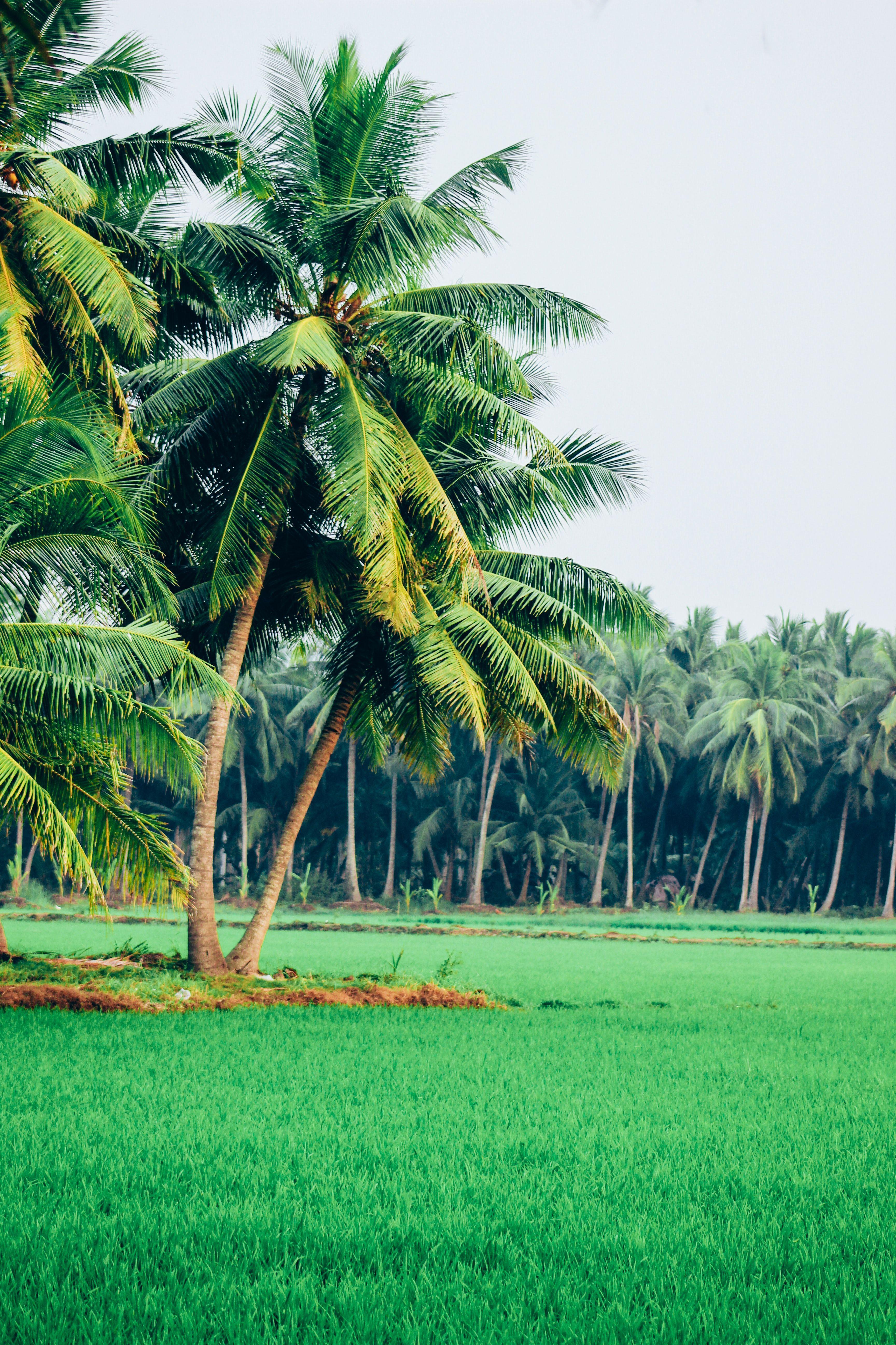 3456x5184 Green Coconut Trees on Green Field · Free