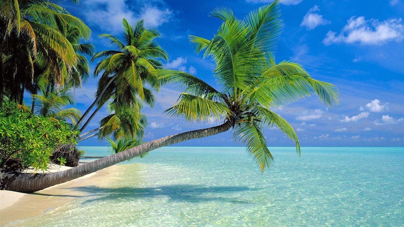 1366x768 Wallpaper Coconut trees beach 1600x1200 HD Picture, Image