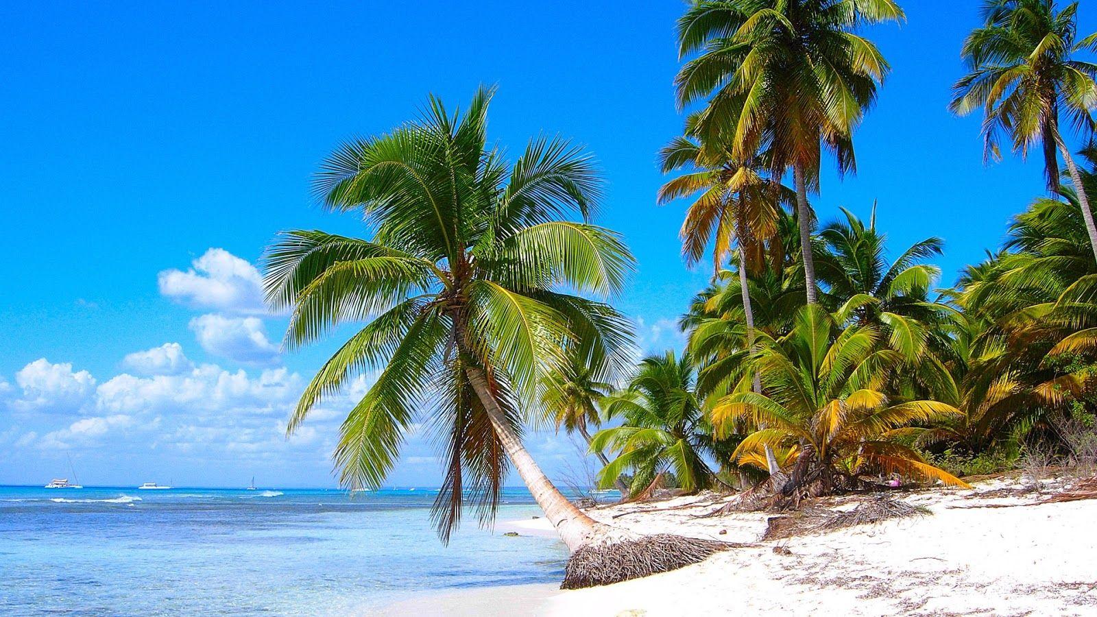 1600x900 Free download Caribbean Coconut Beach HDQ Wallpaper [1600x900] for your Desktop, Mobile & Tablet. Explore Caribbean Beach Wallpaper. Tropical Beaches Wallpaper, Island Wallpaper, Tropical Wallpaper Desktop