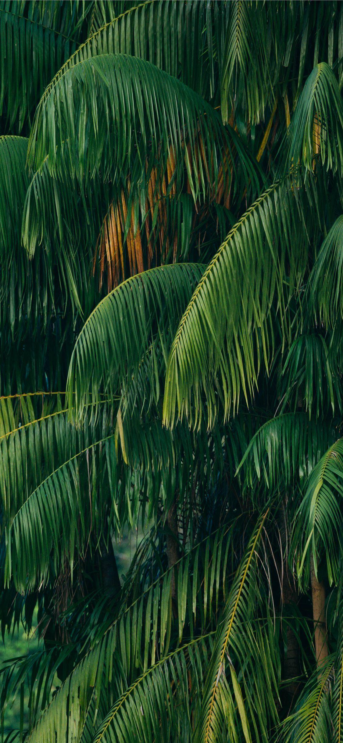 1125x2436 green coconut tree Wallpaper. Forest wallpaper iphone, Green nature wallpaper, Beach wallpaper iphone