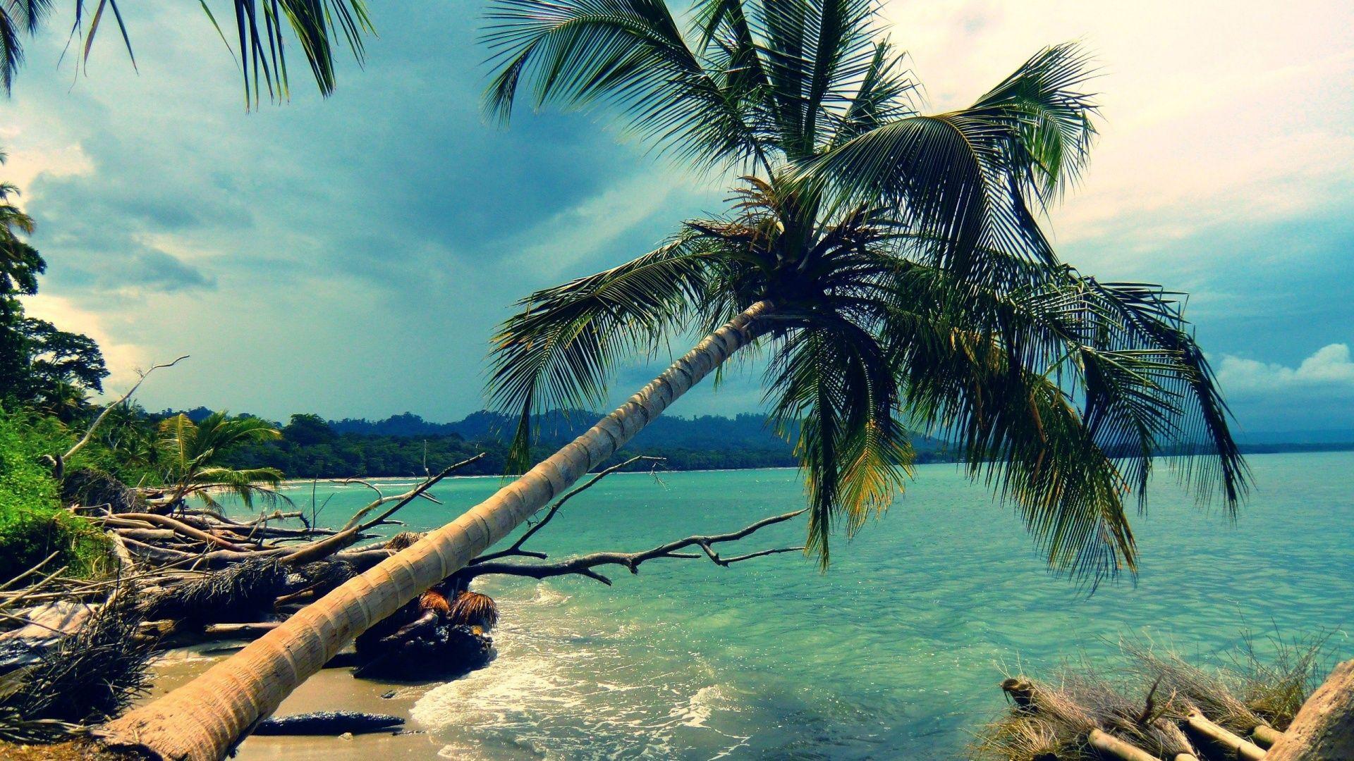 1920x1080 Beach Coconut Tree