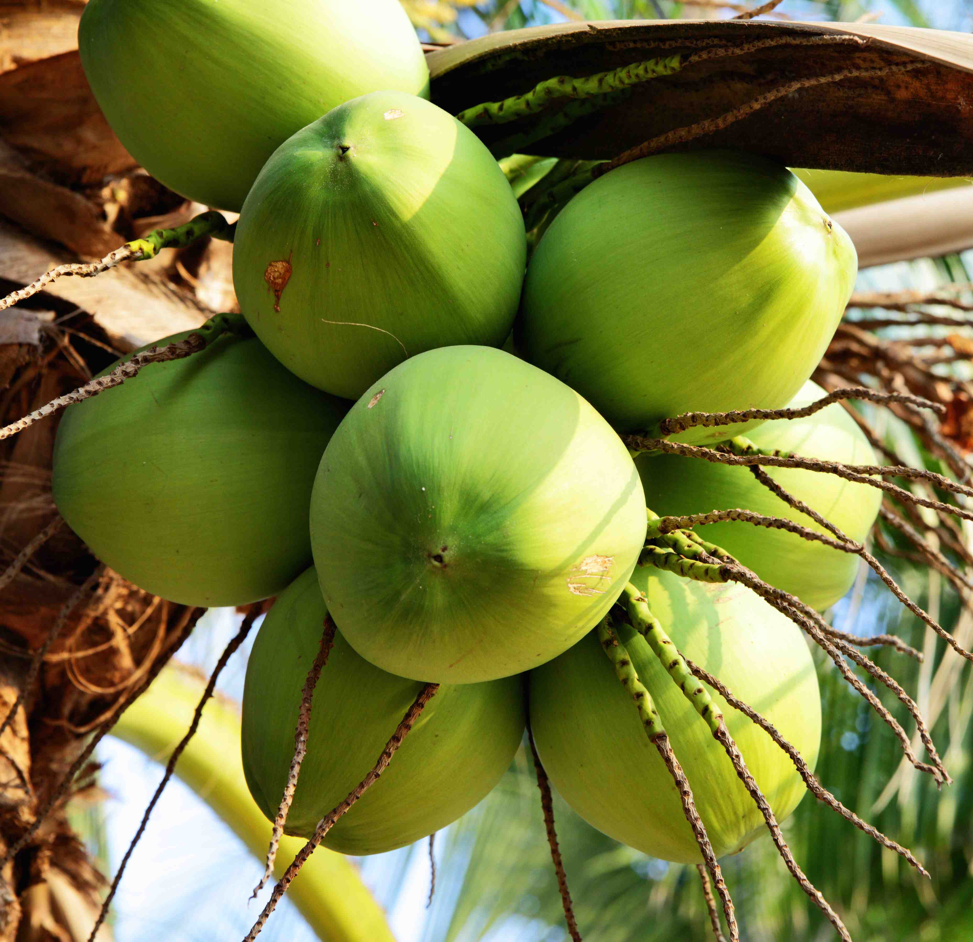 3716x3599 Coconut Background