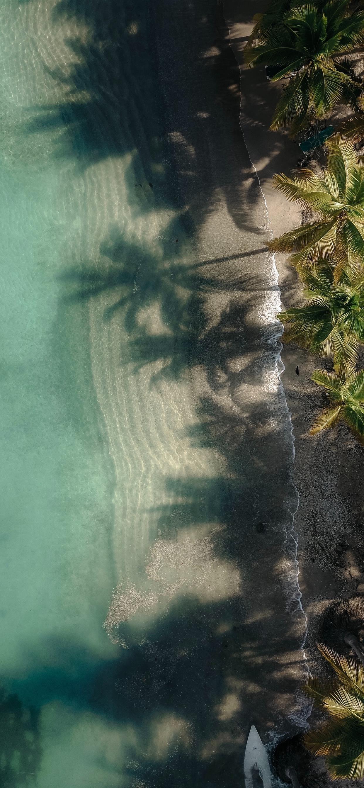 1242x2688 aerial photography of green coconut palm trees nea. iPhone X Wallpaper Free Download