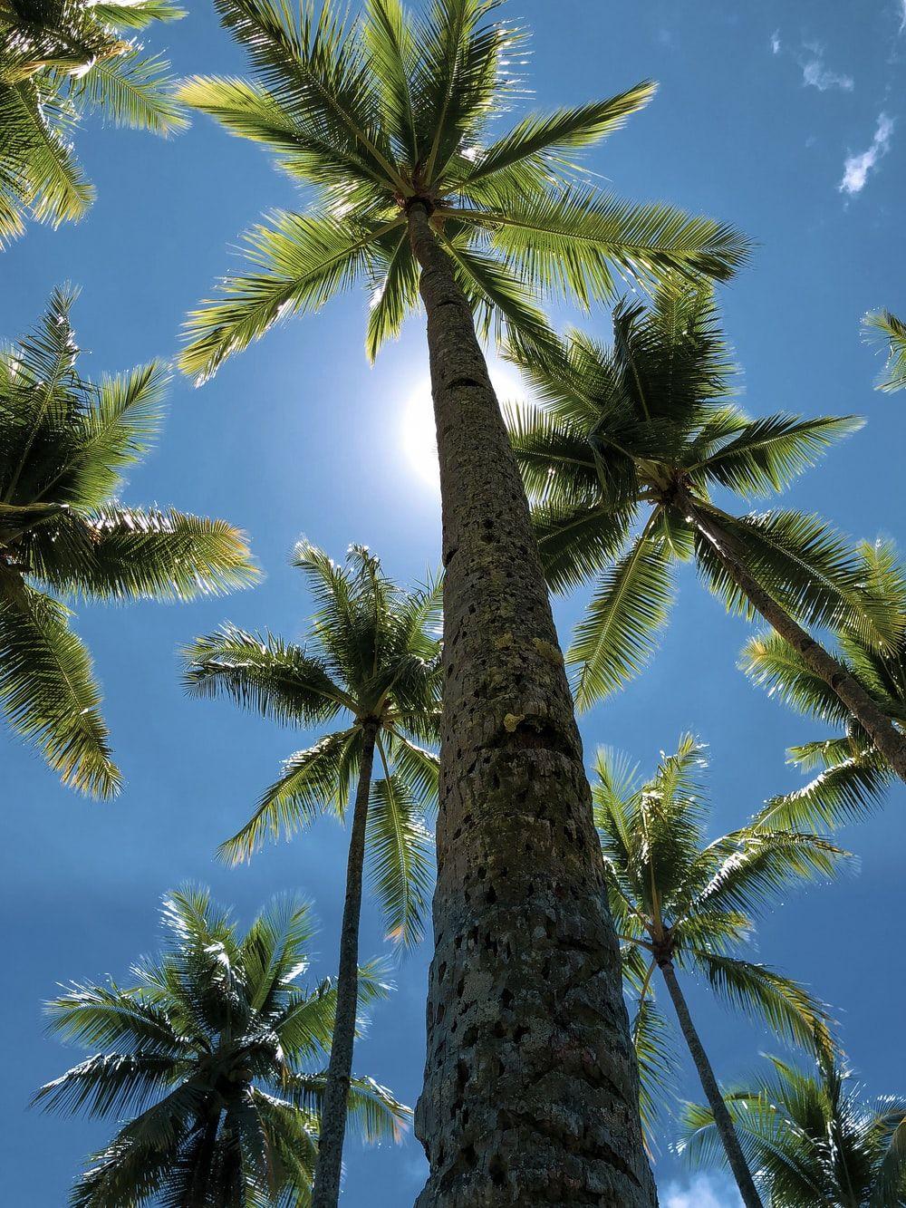 1000x1333 Coconut Tree Picture [HD]. Download Free Image