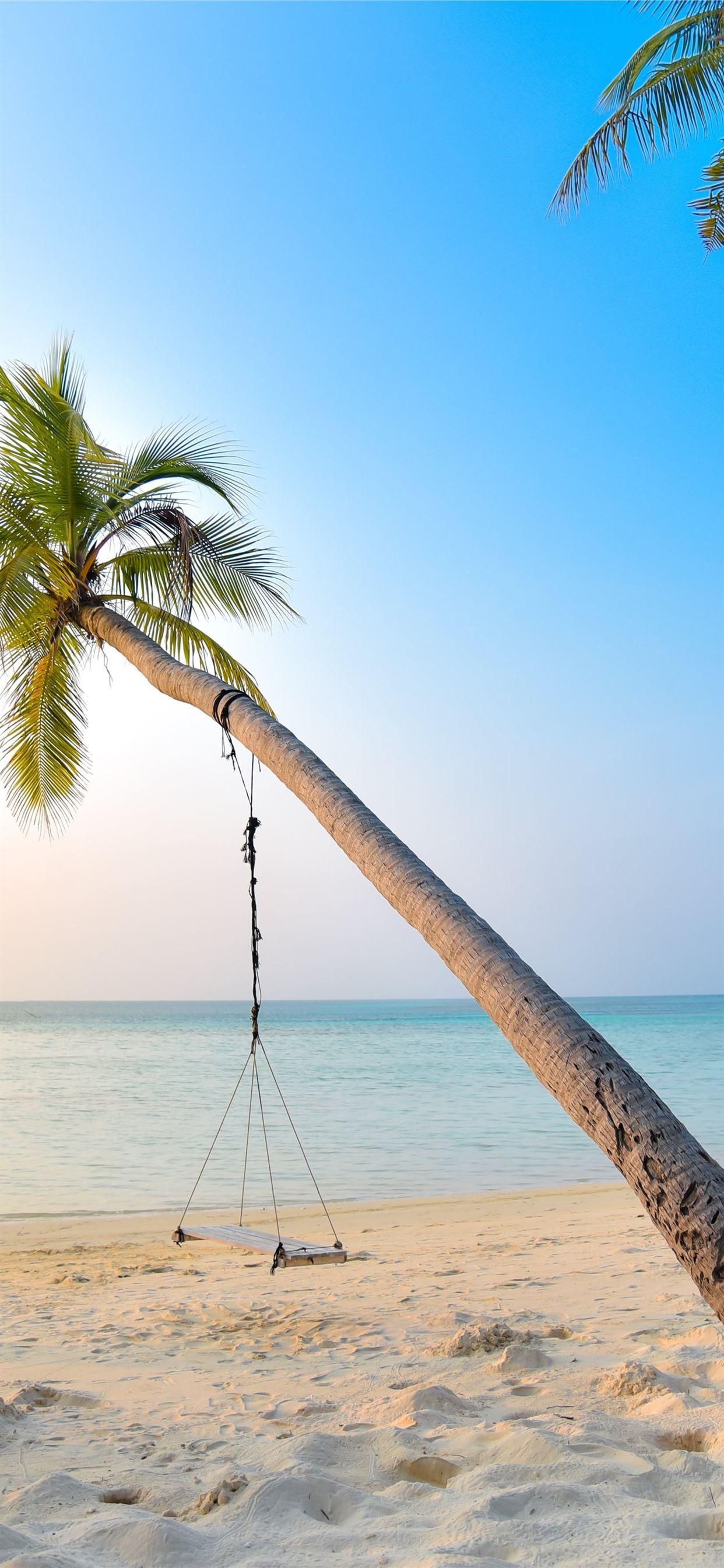 1242x2688 swing hang on coconut tree near seashore iPhone 11 Wallpaper Free Download