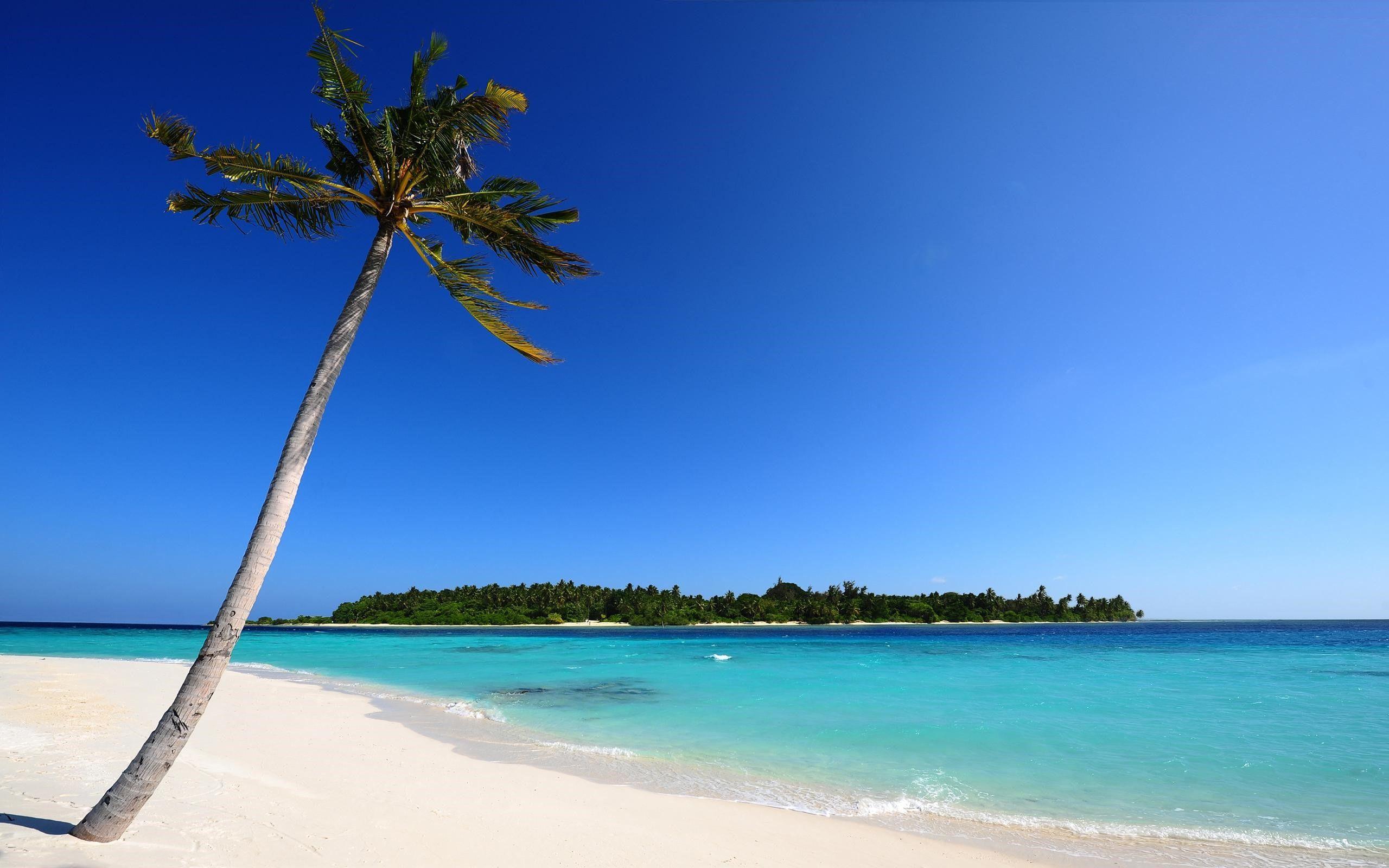 2560x1600 Beautiful Amazing Maldives Beach and Coconut Trees HD Nature Wallpaper