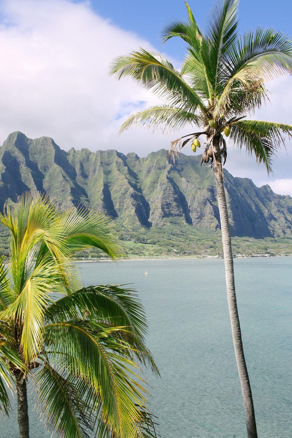 1000x1500 Coconut Beach Picture. Download Free Image