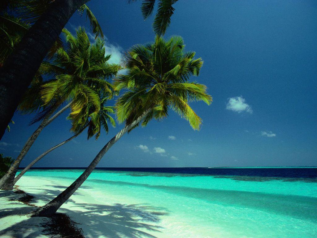 1024x768 Free Wallpaper: Coconut Tress in Beach Wallpaper