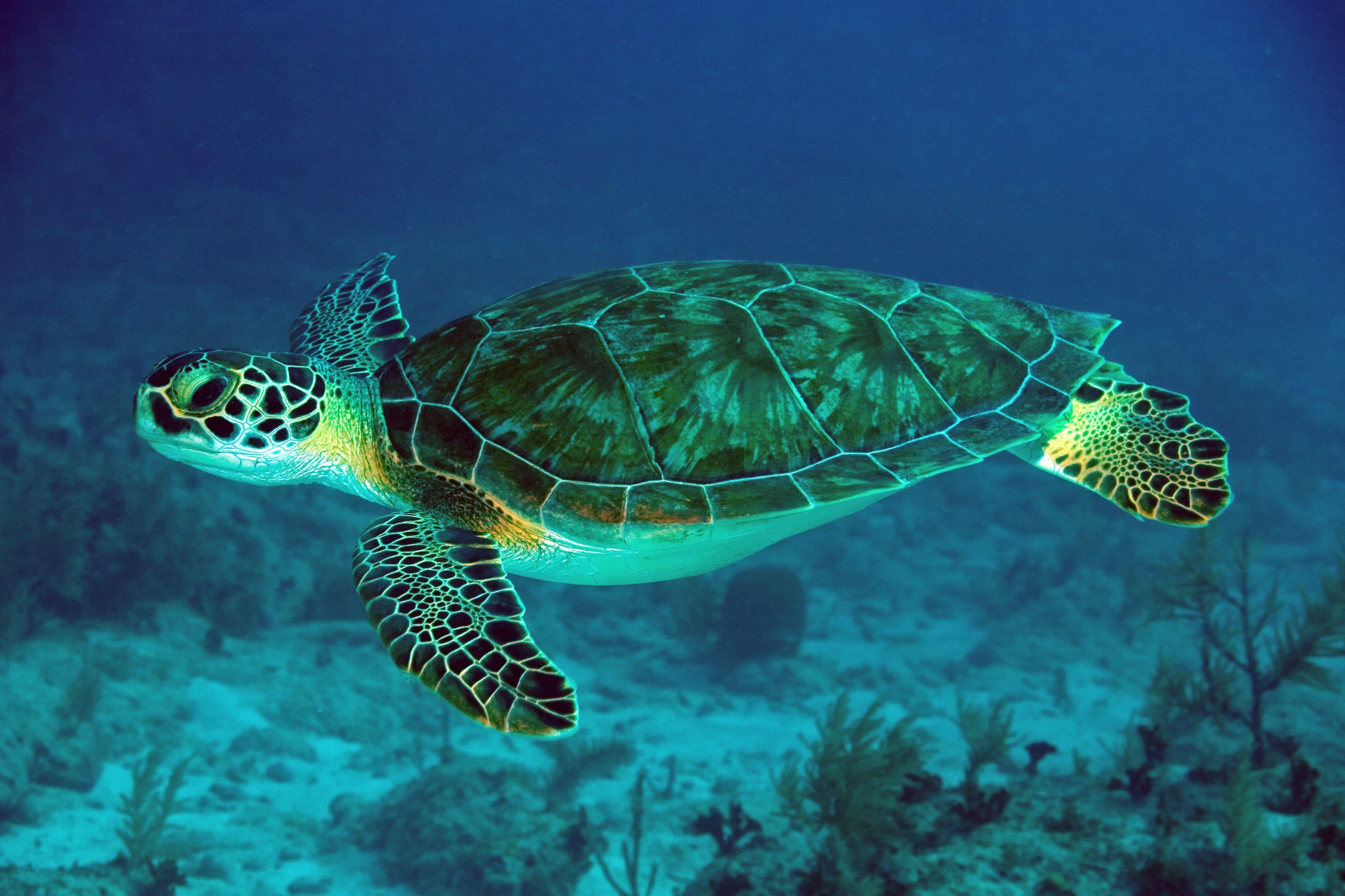 Green Sea Turtle Wallpapers - Top Free Green Sea Turtle Backgrounds -  WallpaperAccess