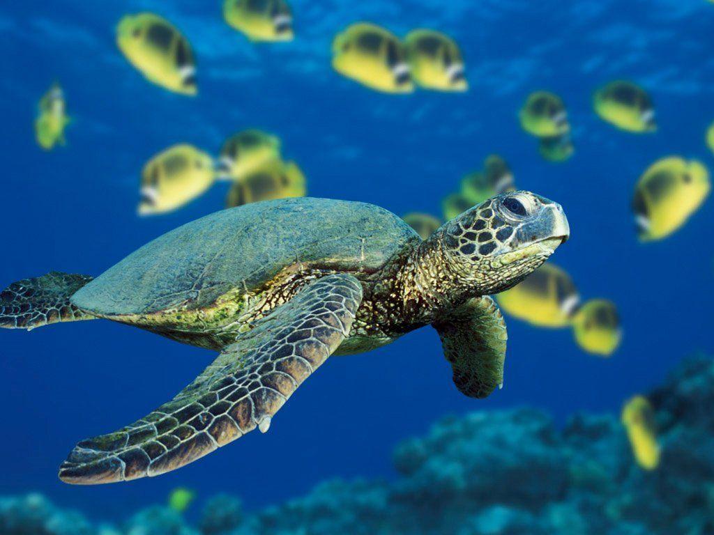 1024x768 I miss my old job : so beautiful!. Sea turtle wallpaper, Green sea turtle, Sea turtle