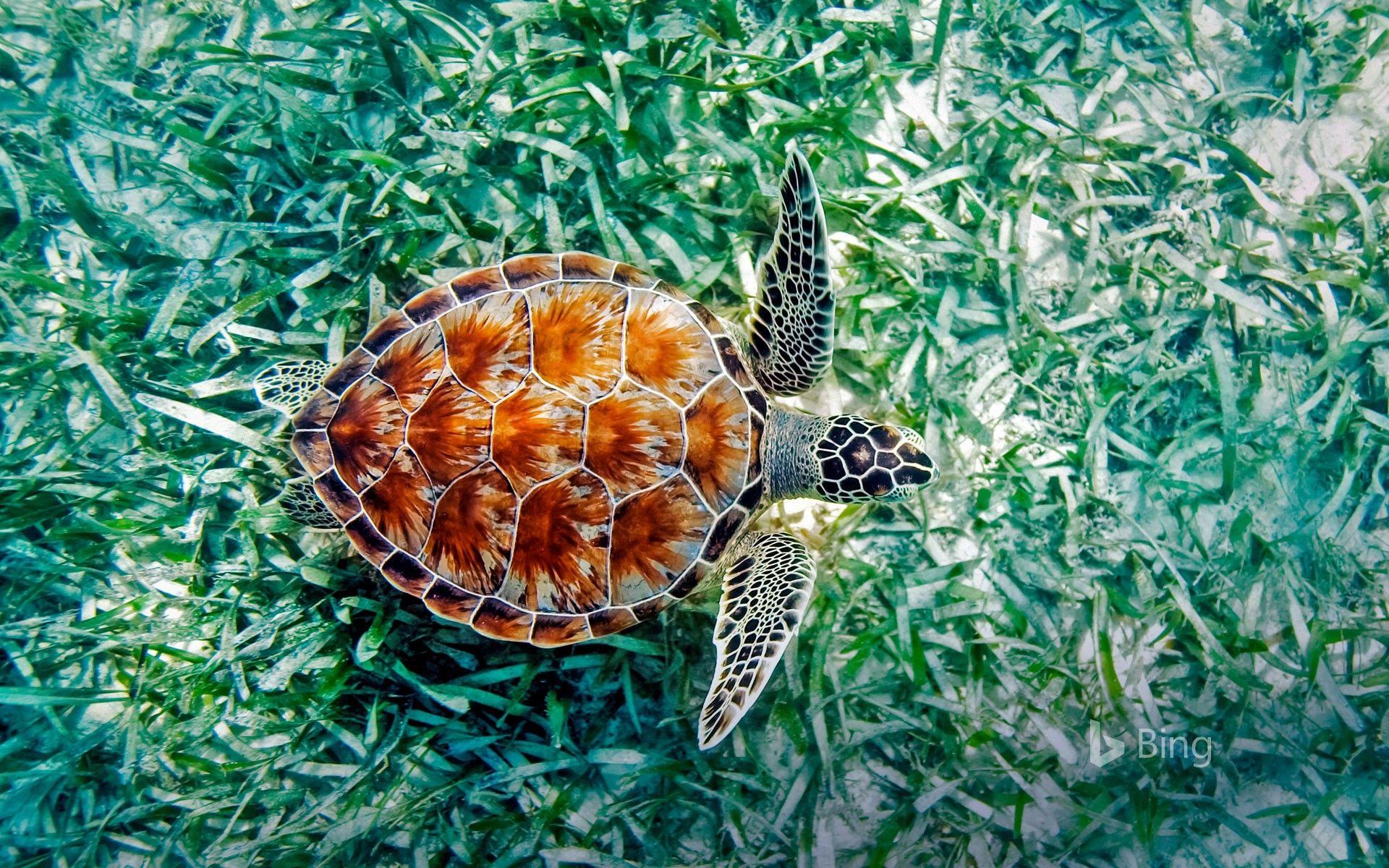 1920x1200 Green sea turtle (Chelonia mydas) in Hawaii