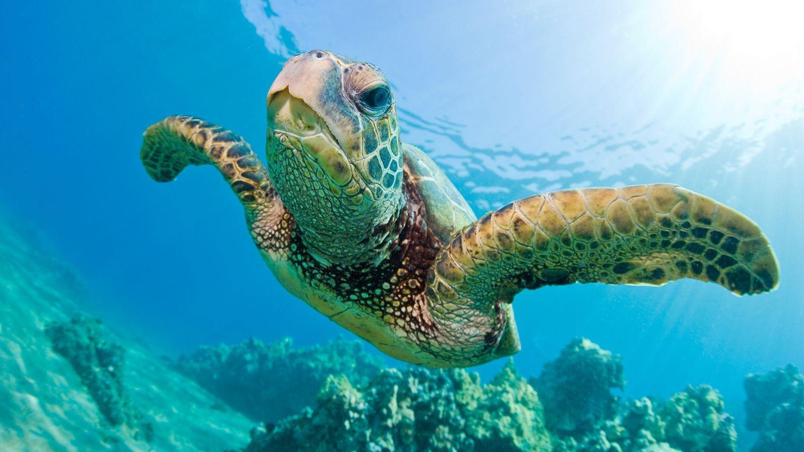 Green Sea Turtle Wallpapers - Top Free Green Sea Turtle Backgrounds ...