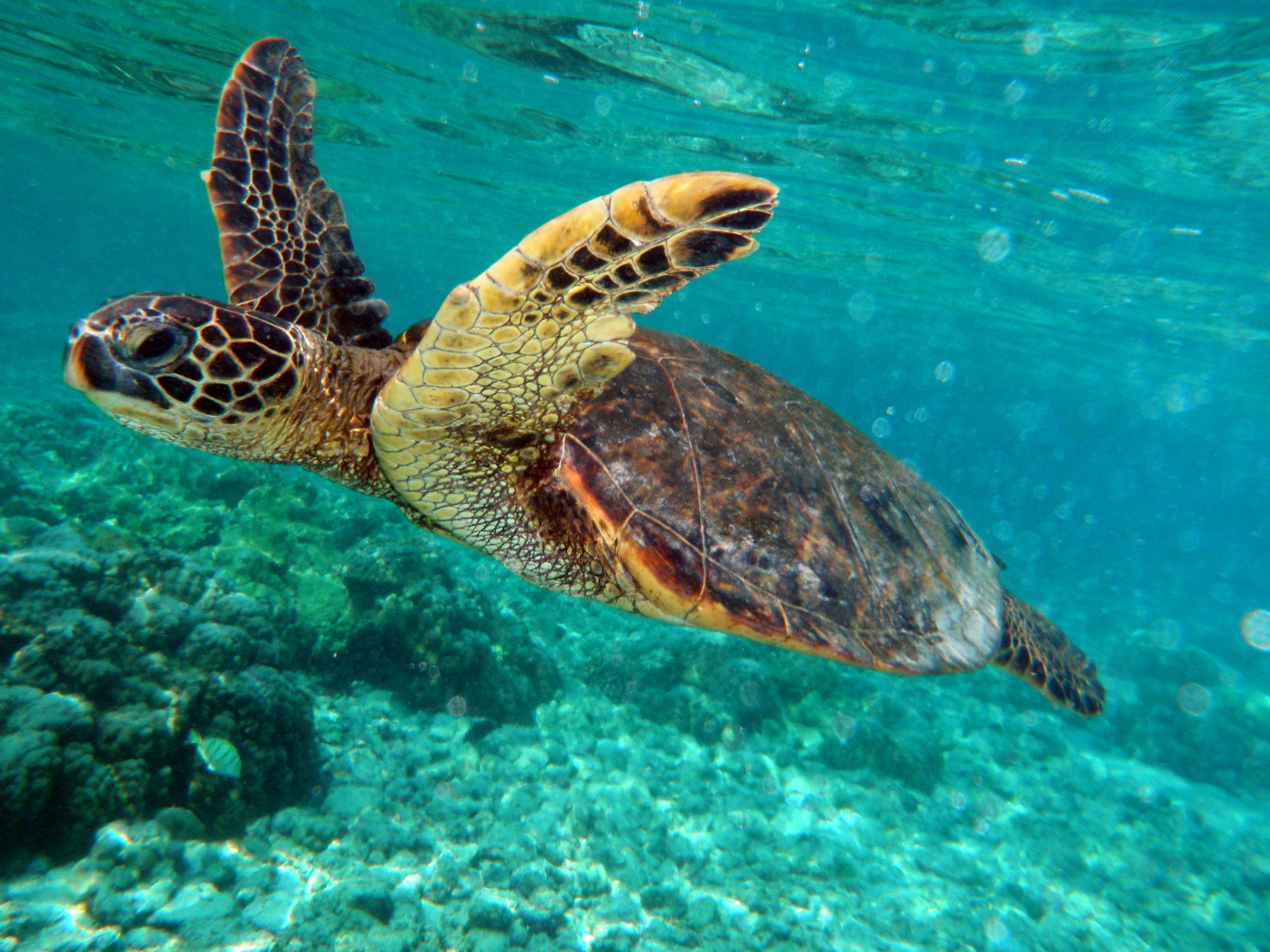 2000x1500 Free download mila zinkova the green sea turtle or chelonia mydas is a large turtle [2000x1500] for your Desktop, Mobile & Tablet. Explore Green Sea Turtle Wallpaper