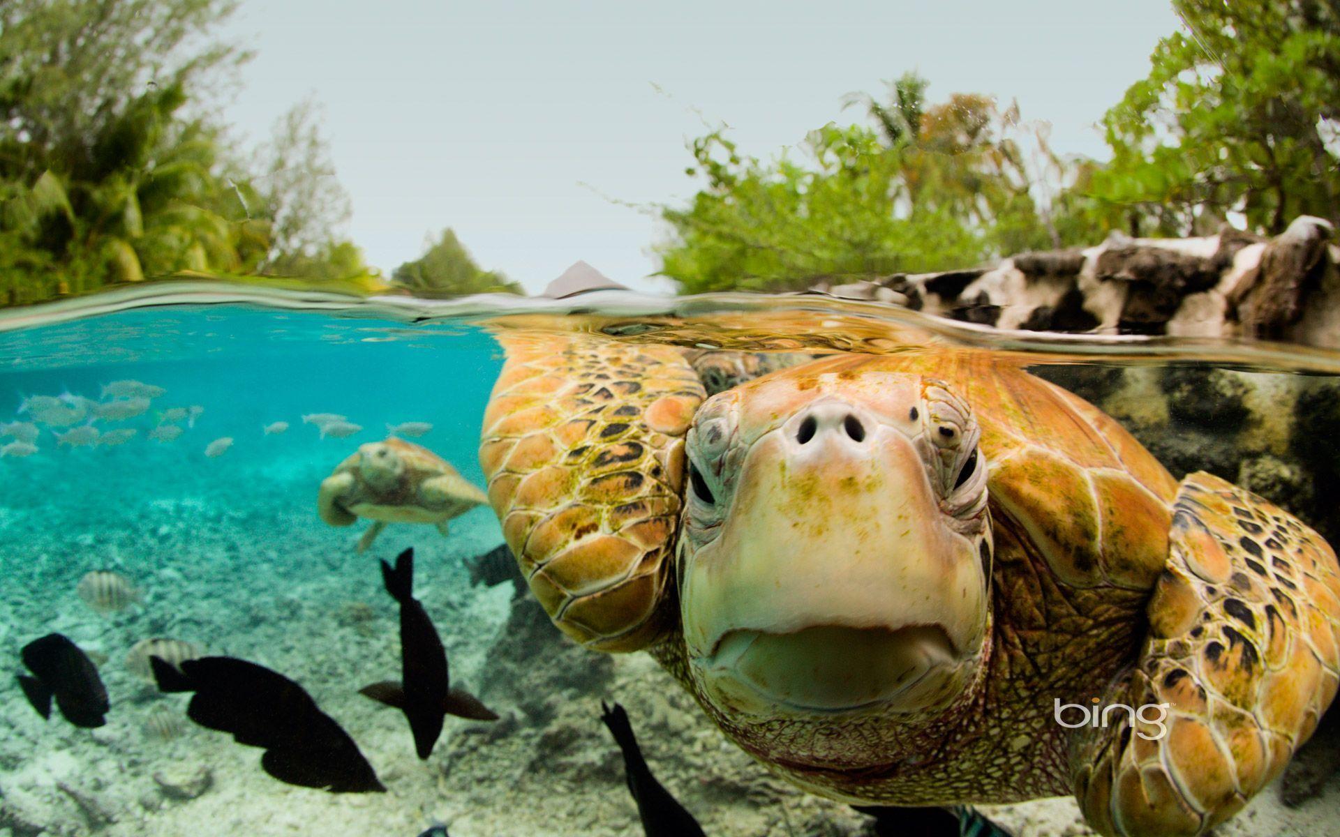 1920x1200 Green Sea Turtle Wallpaper