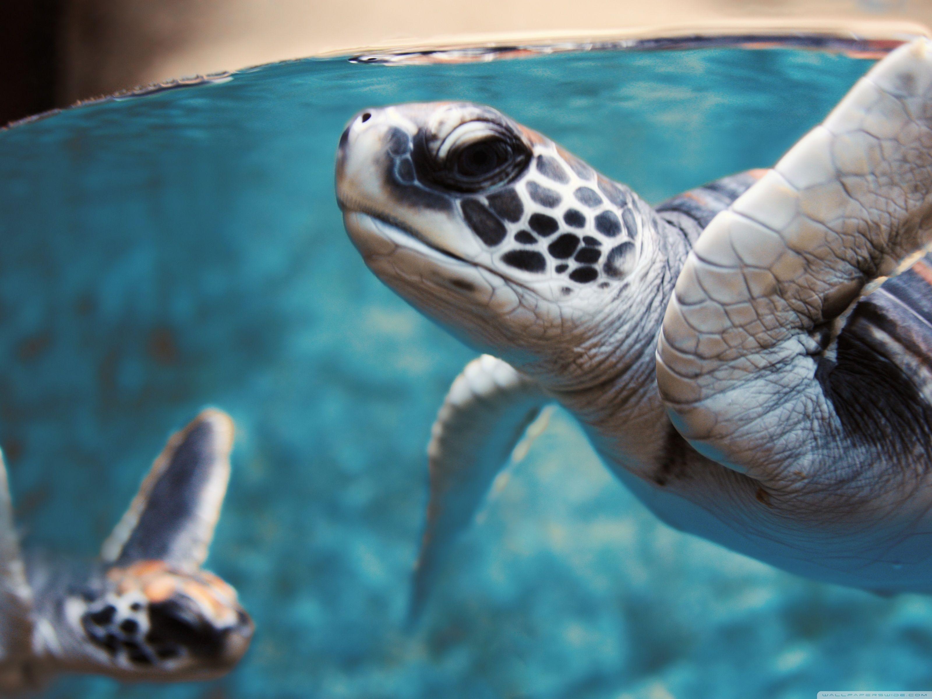 3200x2400 Green Sea Turtle Underwater Ultra HD Desktop Background Wallpaper for 4K UHD TV : Widescreen & UltraWide Desktop & Laptop : Tablet