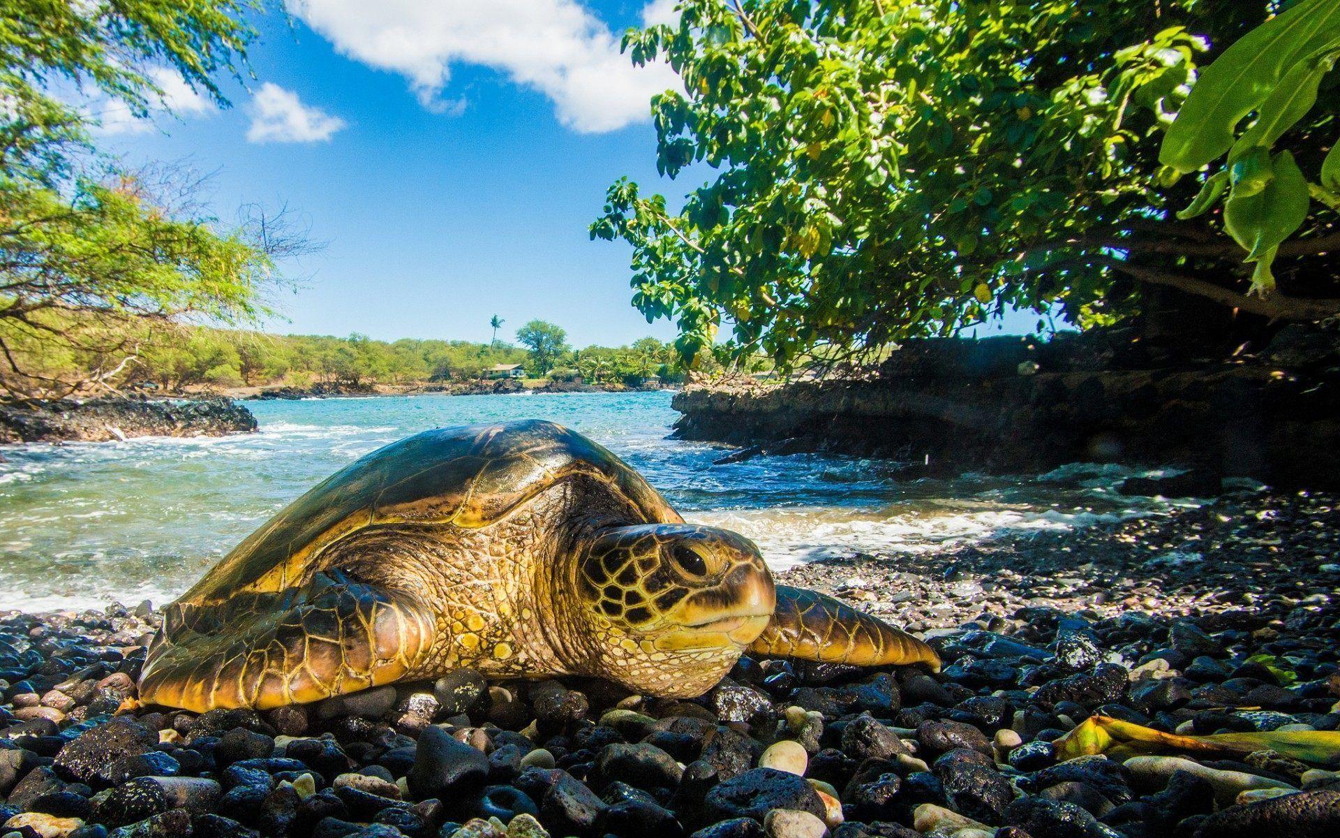 1920x1200 Sea Turtle Desktop Wallpaper .