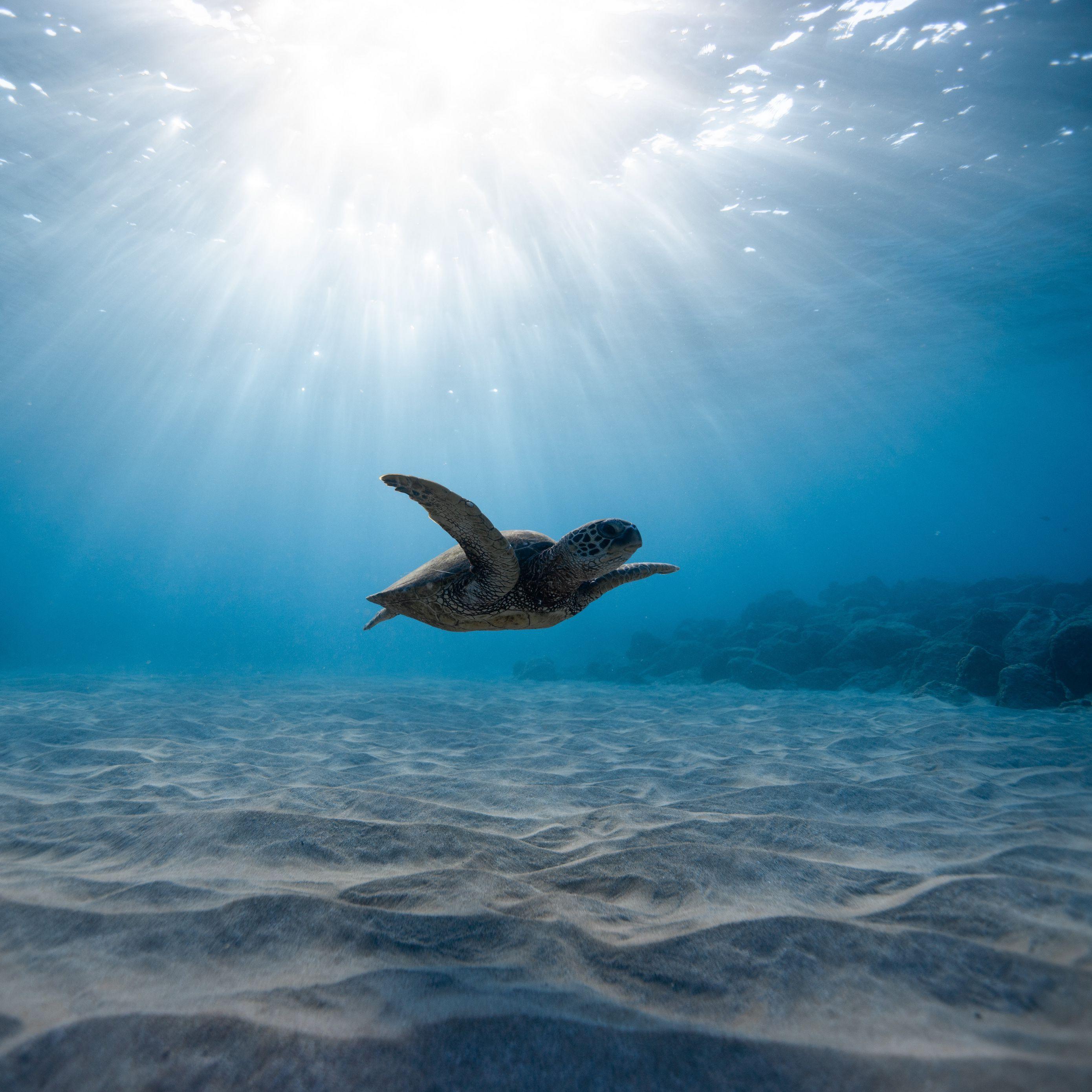2780x2780 sea turtle wallpaper, green sea turtle, sea turtle, turtle, sky, sea, underwater, ocean, water, marine biology, reptile